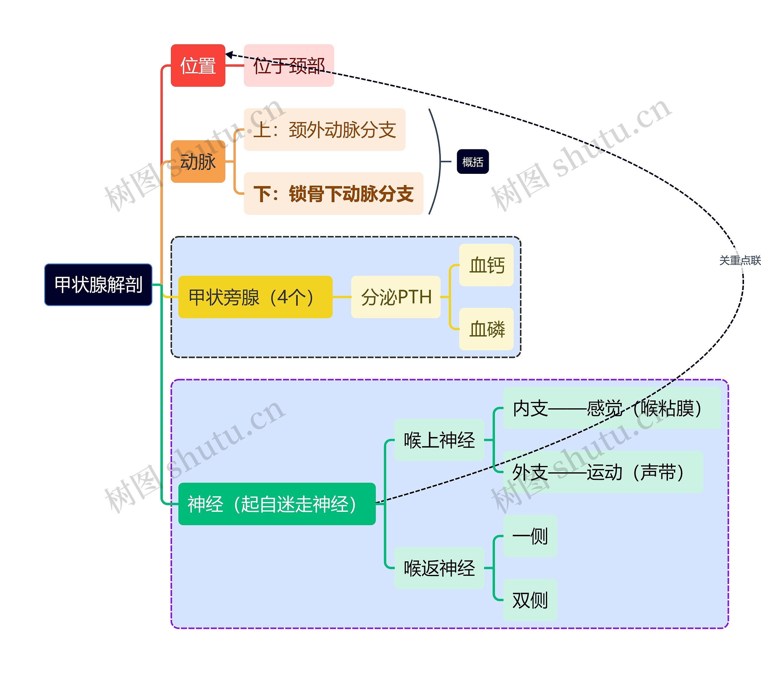 医学知识甲状腺解剖思维导图