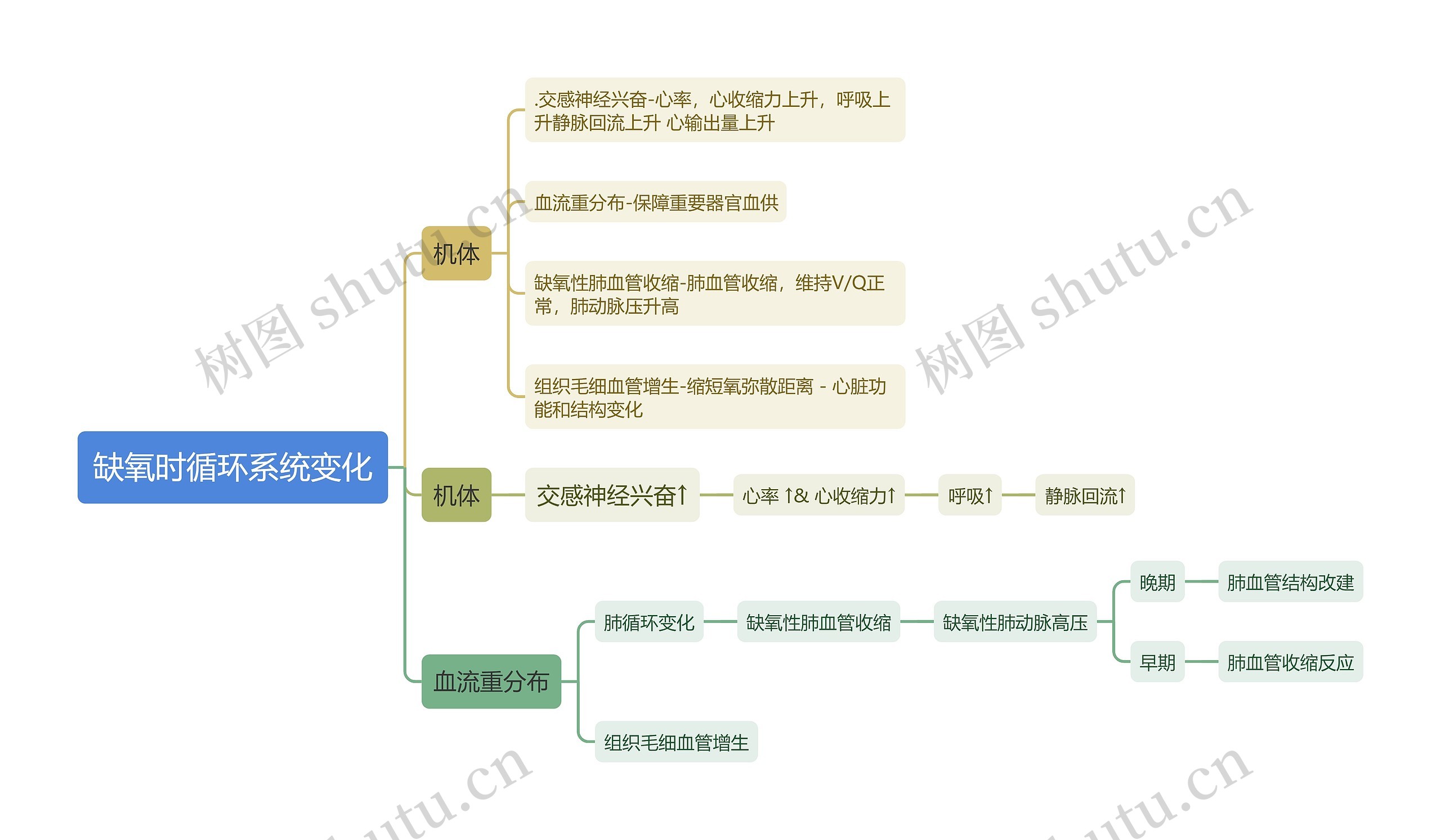 医学知识缺氧时循环系统变化思维导图