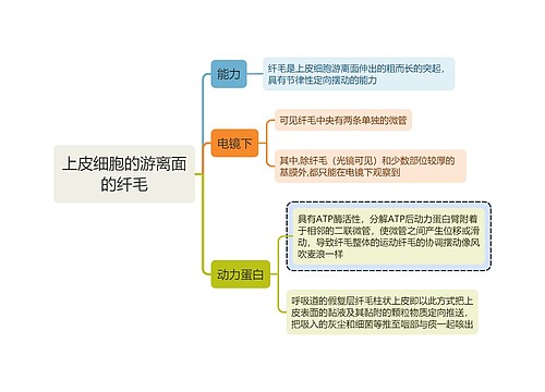 医学知识上皮细胞的游离面的纤毛思维导图