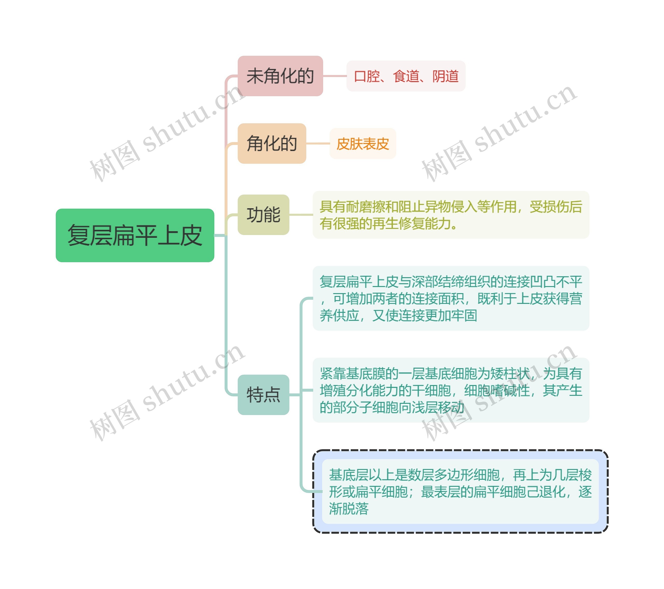 医学知识复层扁平上皮思维导图