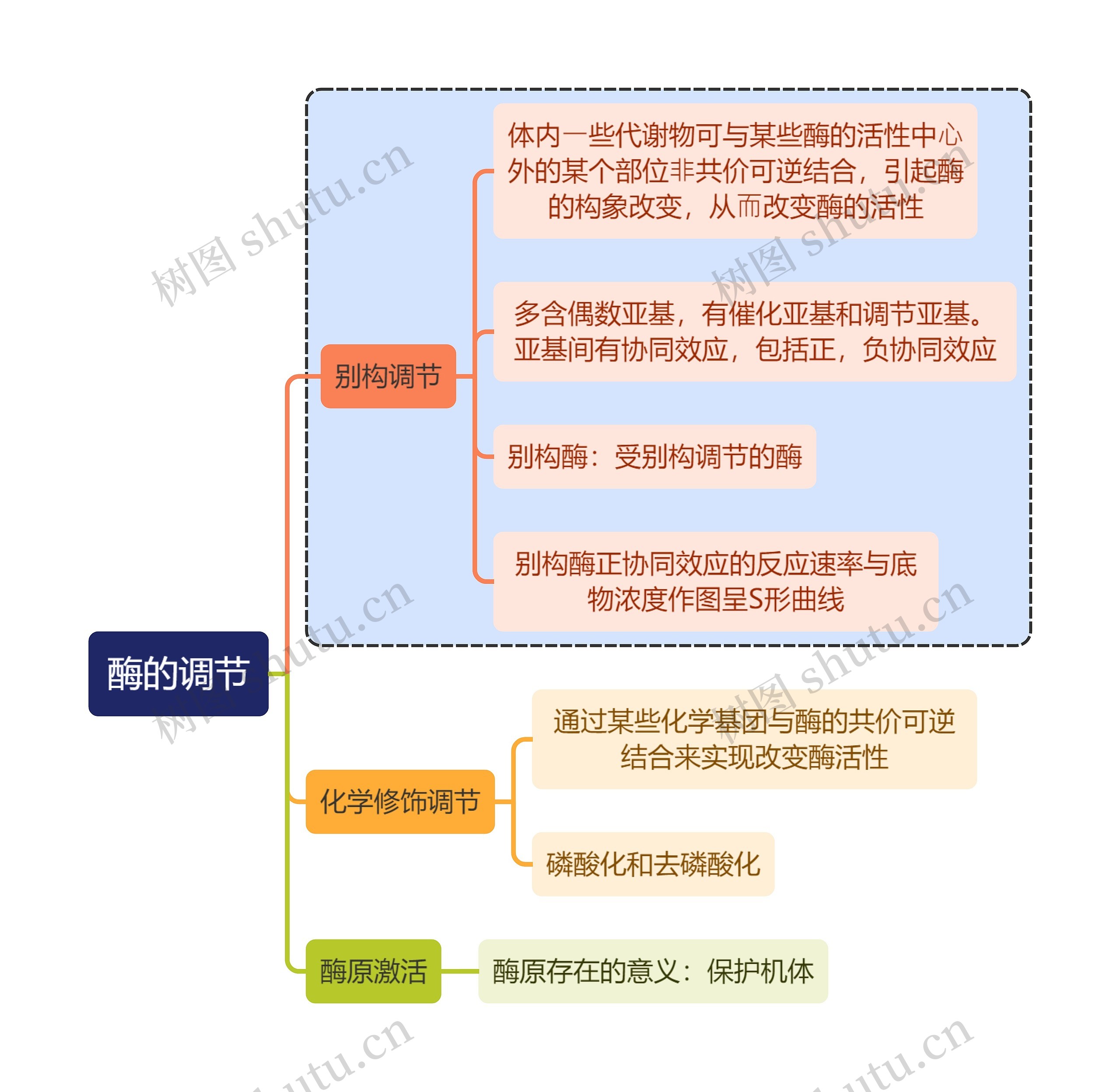 医学知识酶的调节思维导图