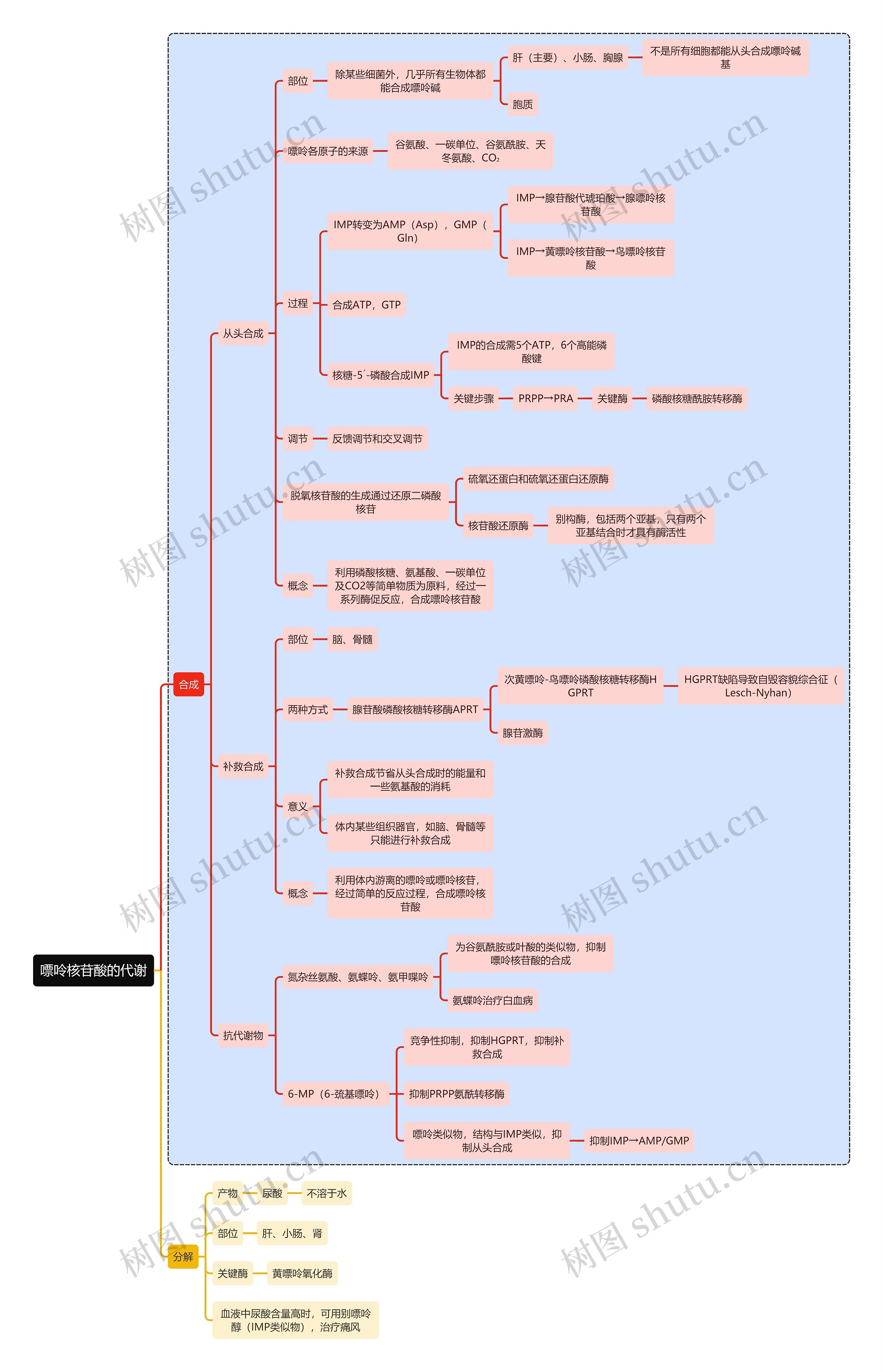 医学知识嘌呤核苷酸的代谢思维导图