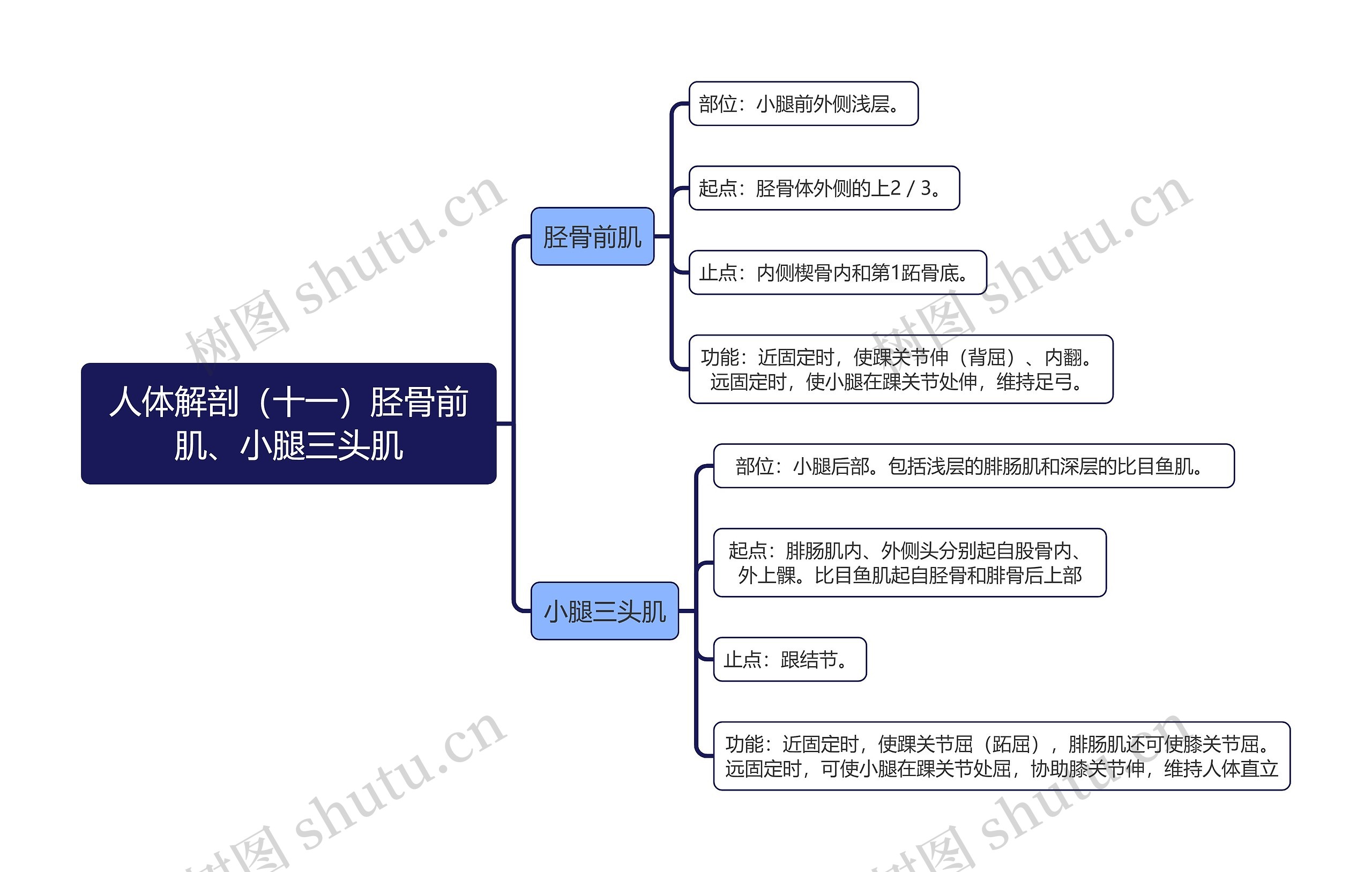 《人体解剖（十一）胫骨前肌、小腿三头肌》思维导图