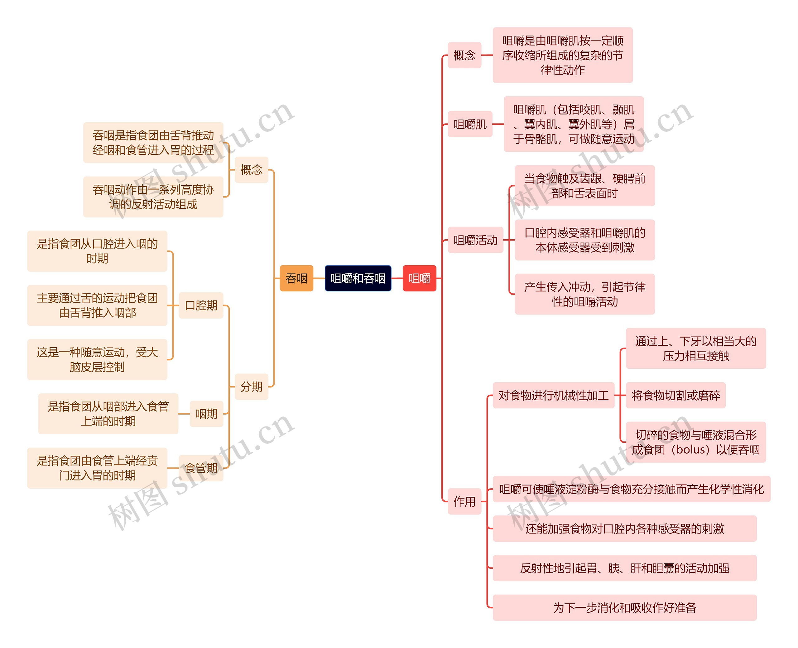 医学知识咀嚼和吞咽思维导图