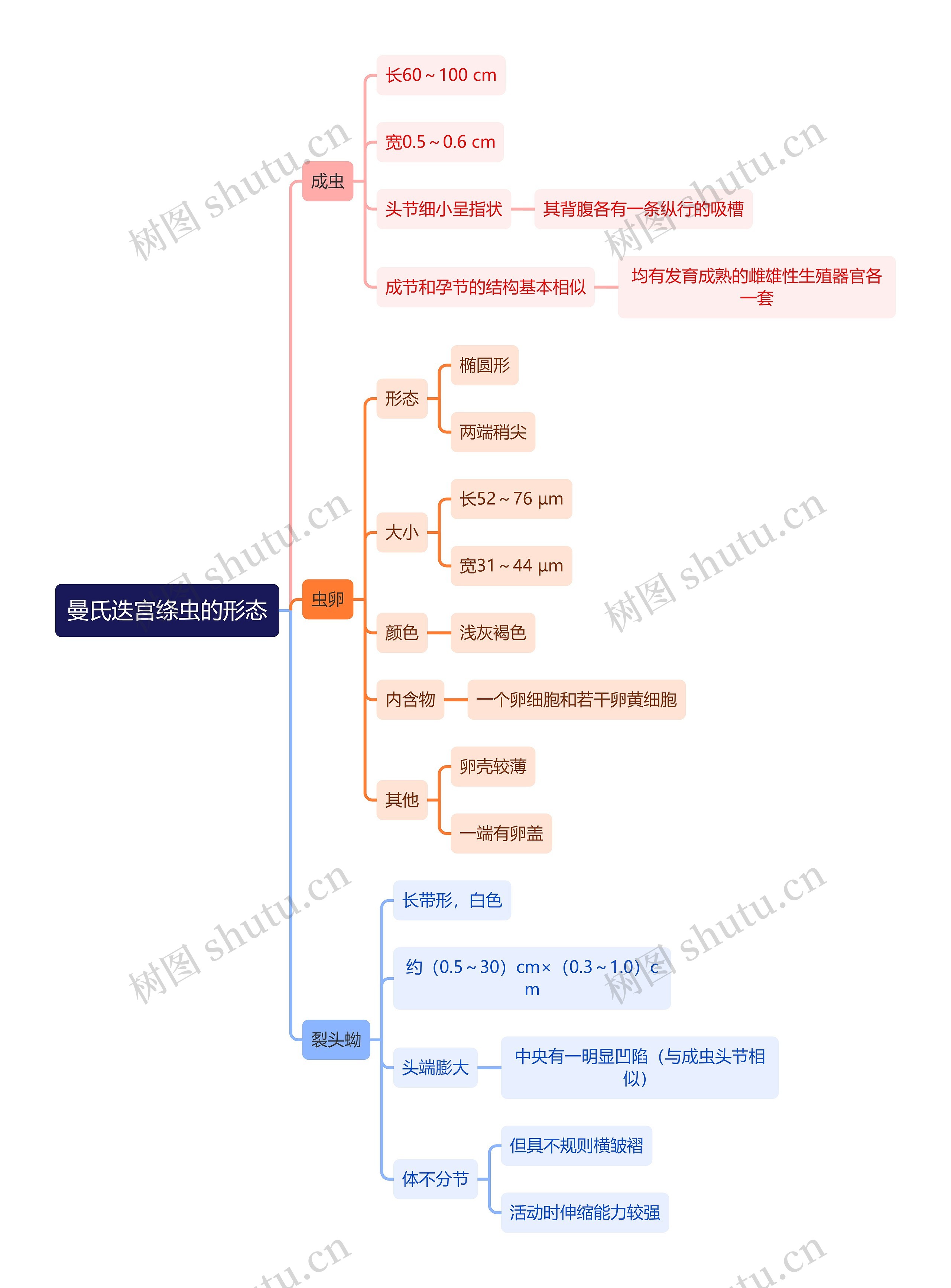 医学知识曼氏迭宫绦虫的形态思维导图