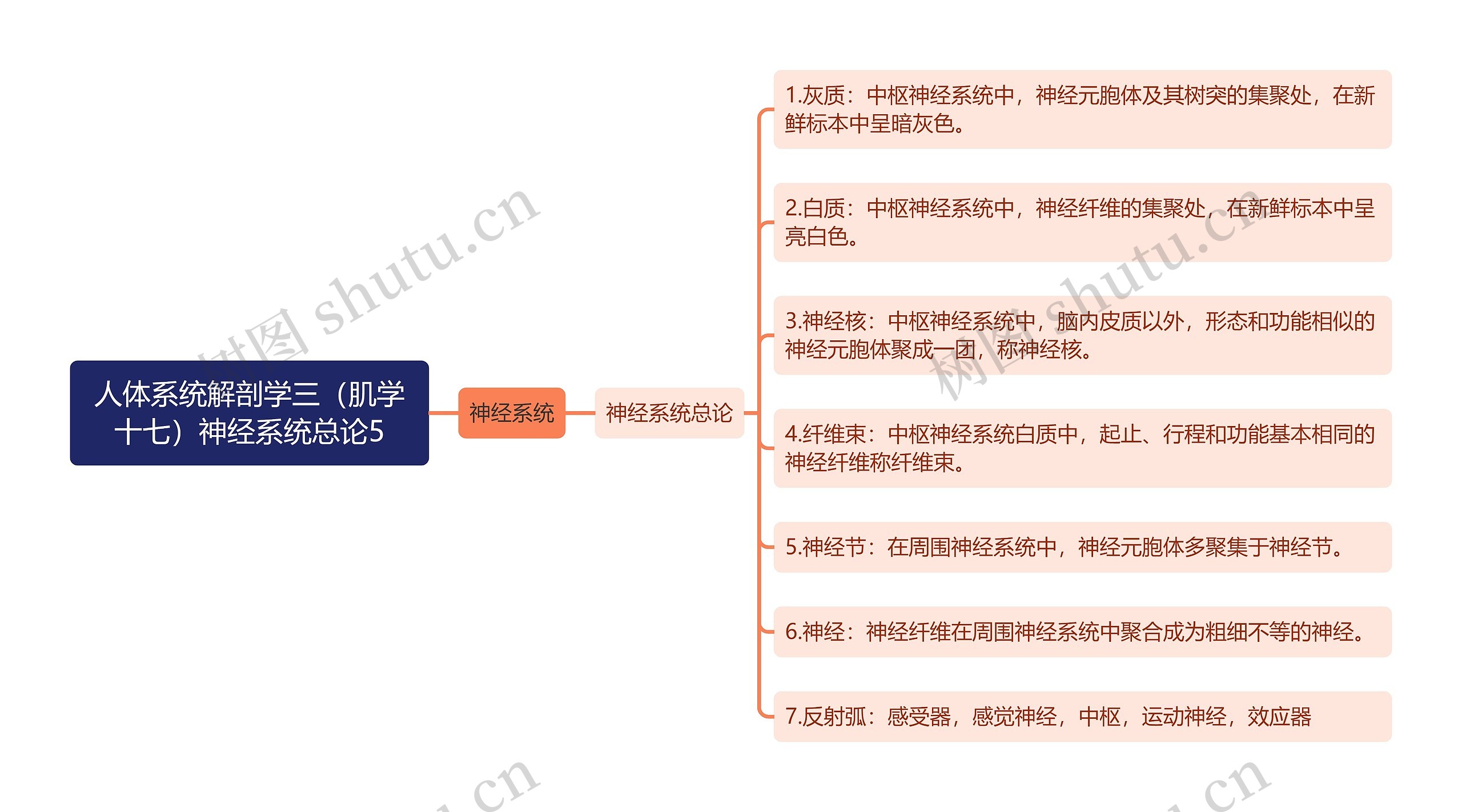 《人体系统解剖学三（肌学十七）神经系统总论5》思维导图