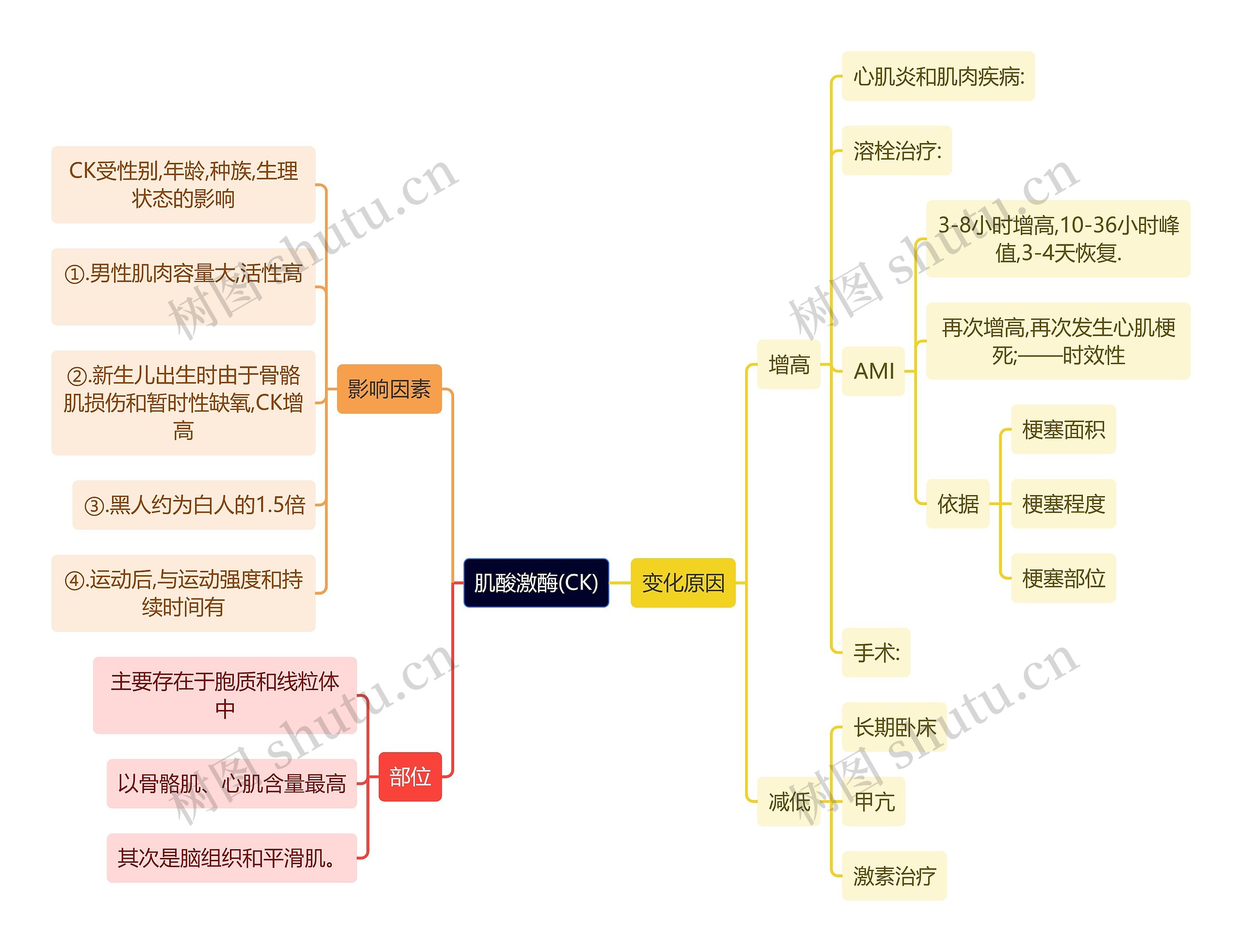 医学知识肌酸激酶(CK)思维导图