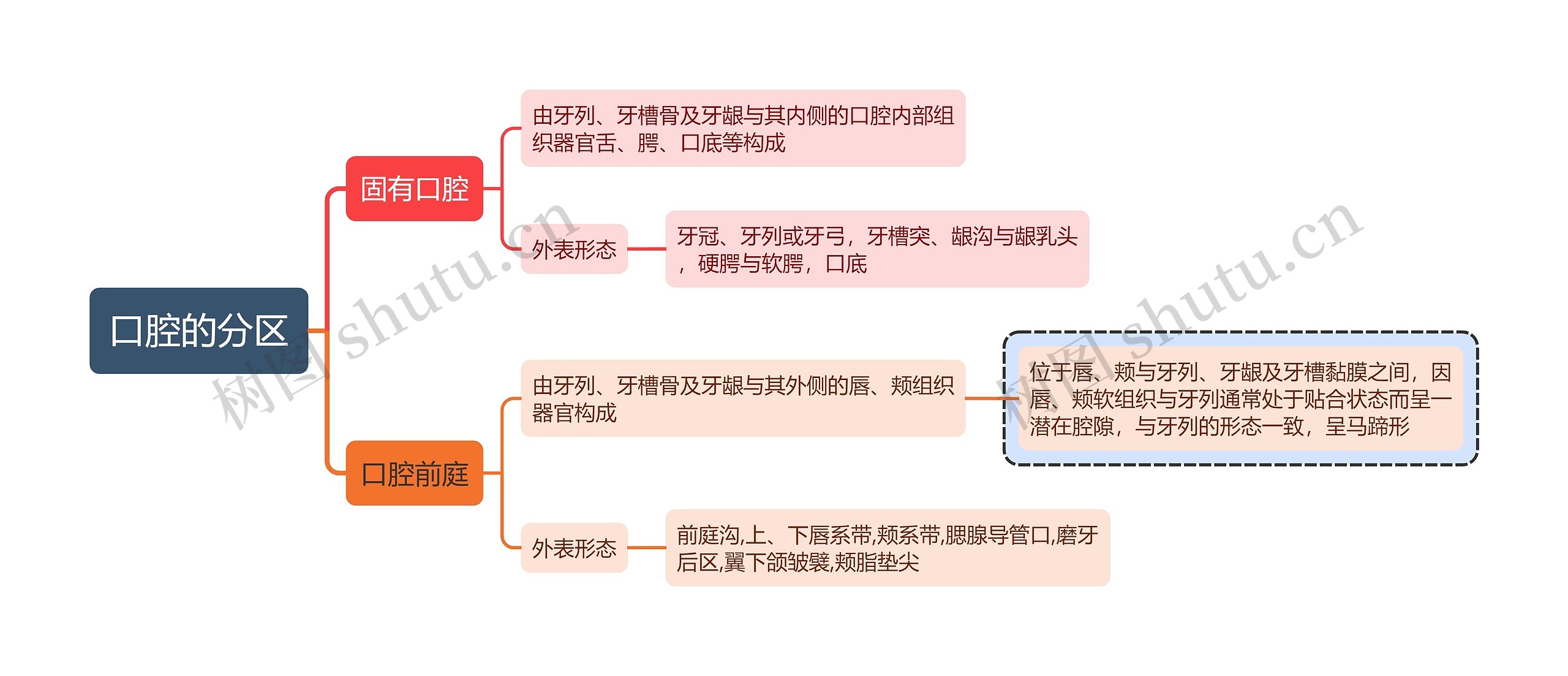 医学知识口腔的分区思维导图