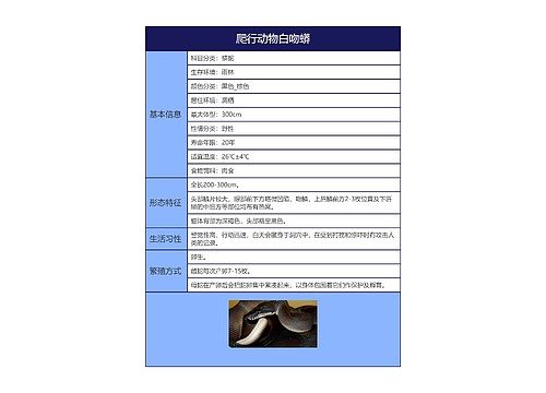 爬行动物白吻蟒