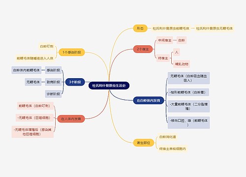 医学知识杜氏利什曼原虫生活史思维导图