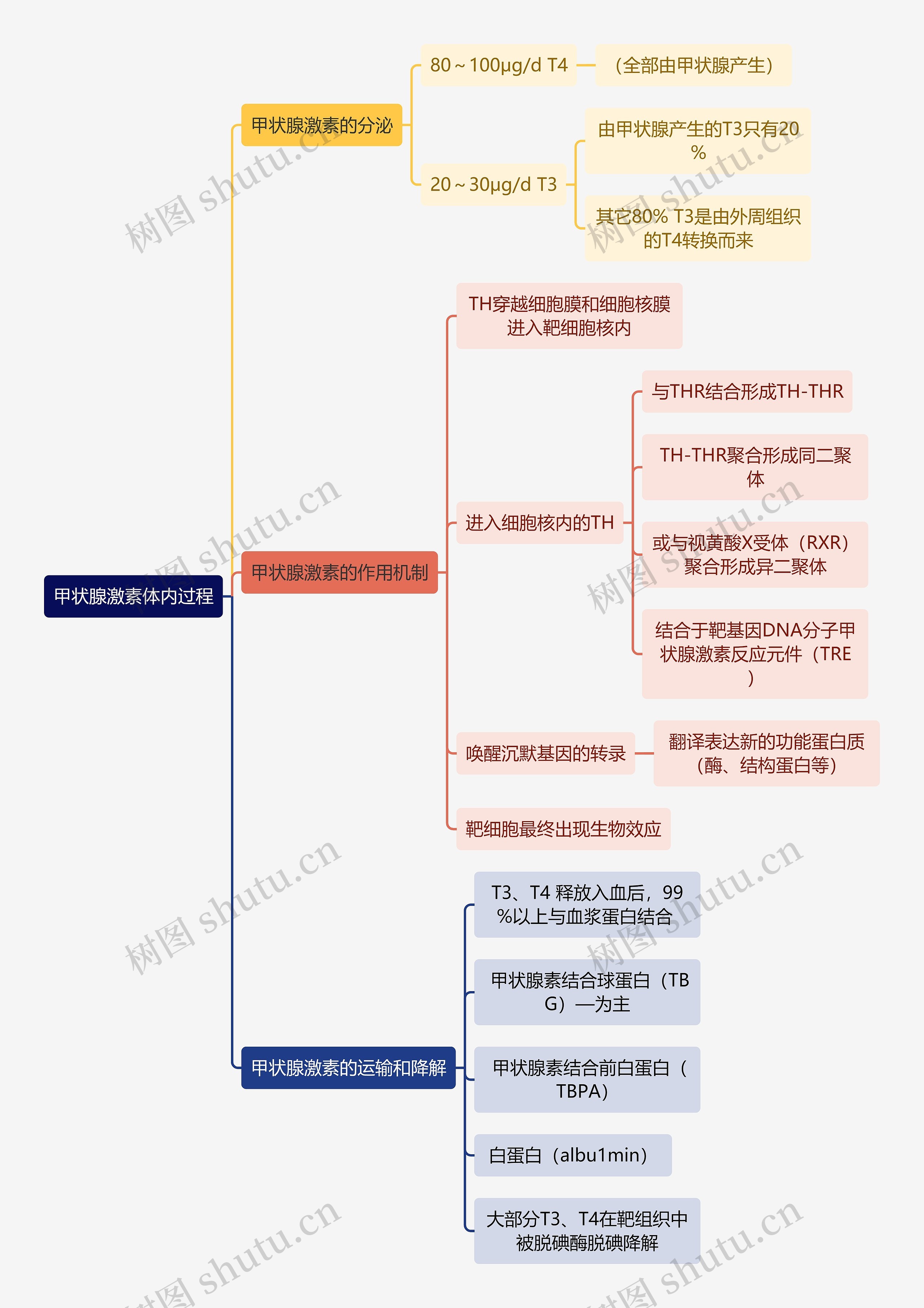 医学知识甲状腺激素体内过程思维导图