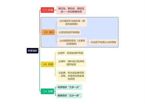 医学知识肉芽组织思维导图