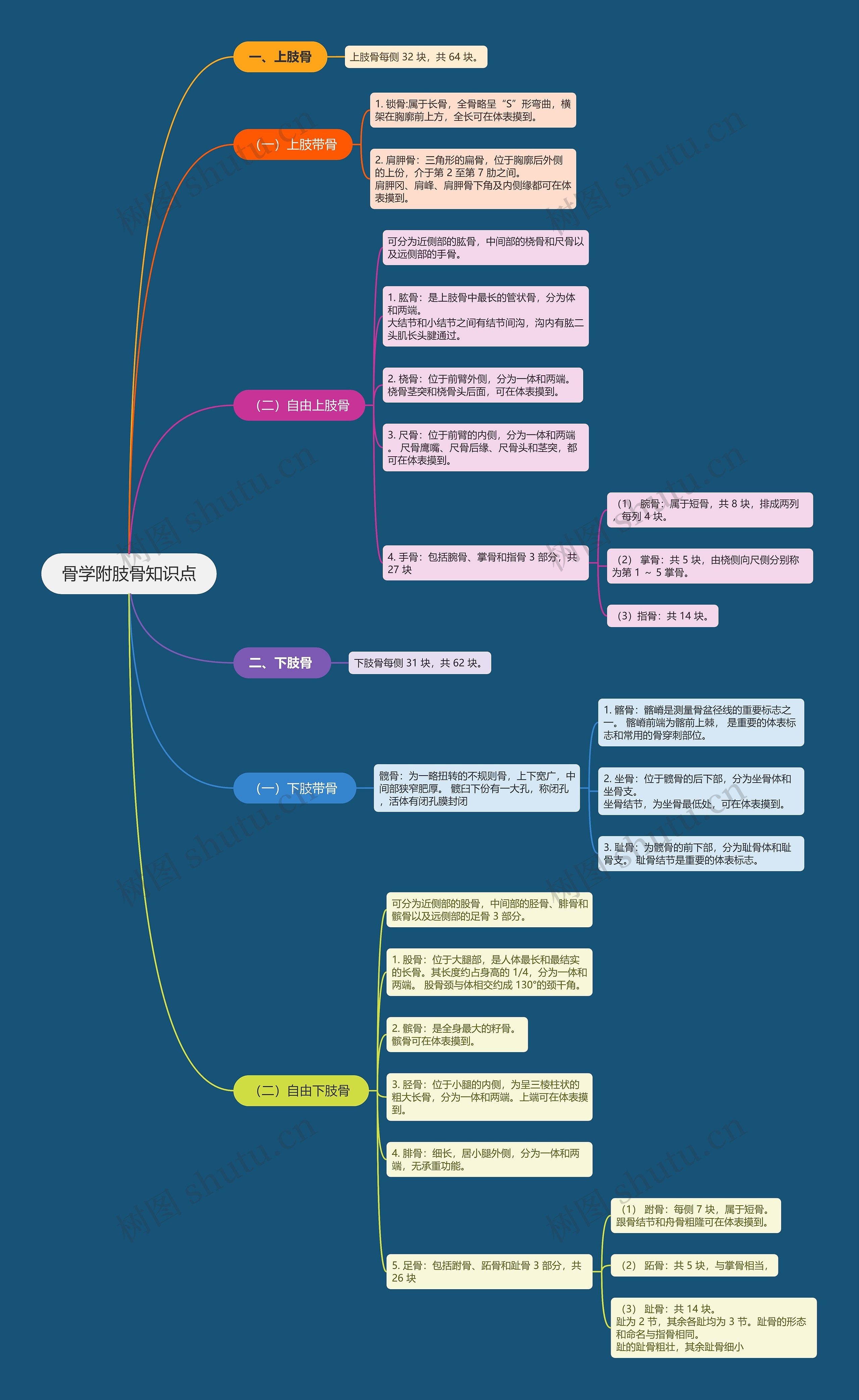 骨学附肢骨知识点