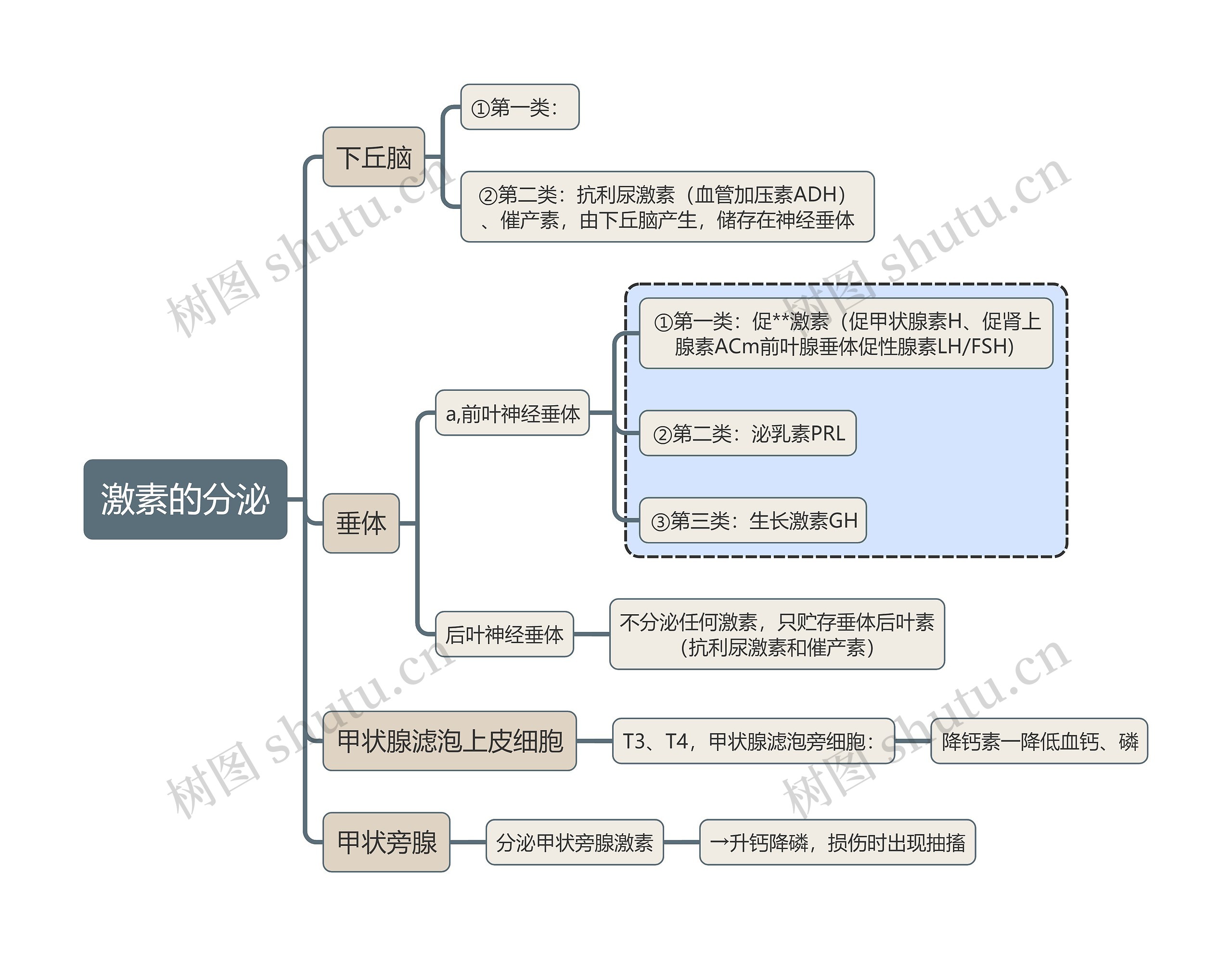 内科学知识激素的分泌思维导图