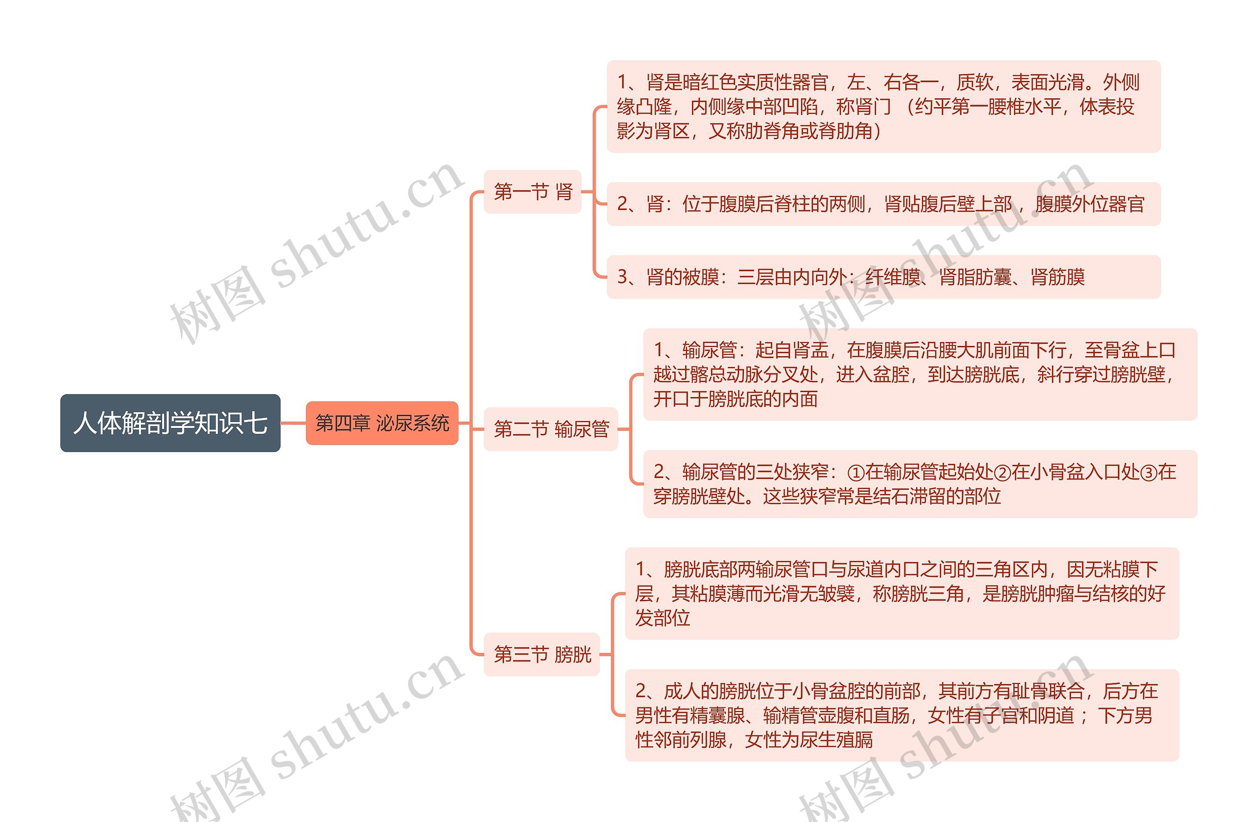 《人体解剖学知识七 肾 输尿管 膀胱》思维导图