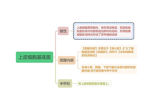 医学知识质膜内褶思维导图