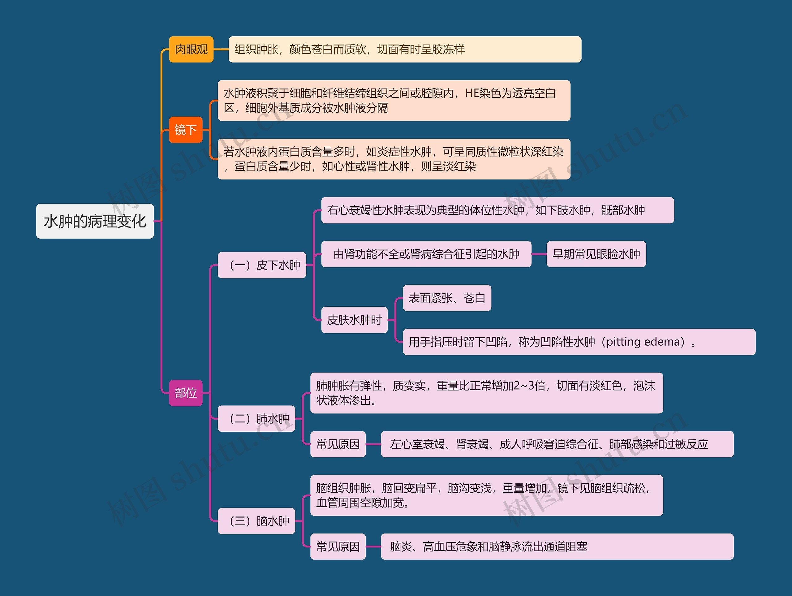 水肿的病理变化思维导图