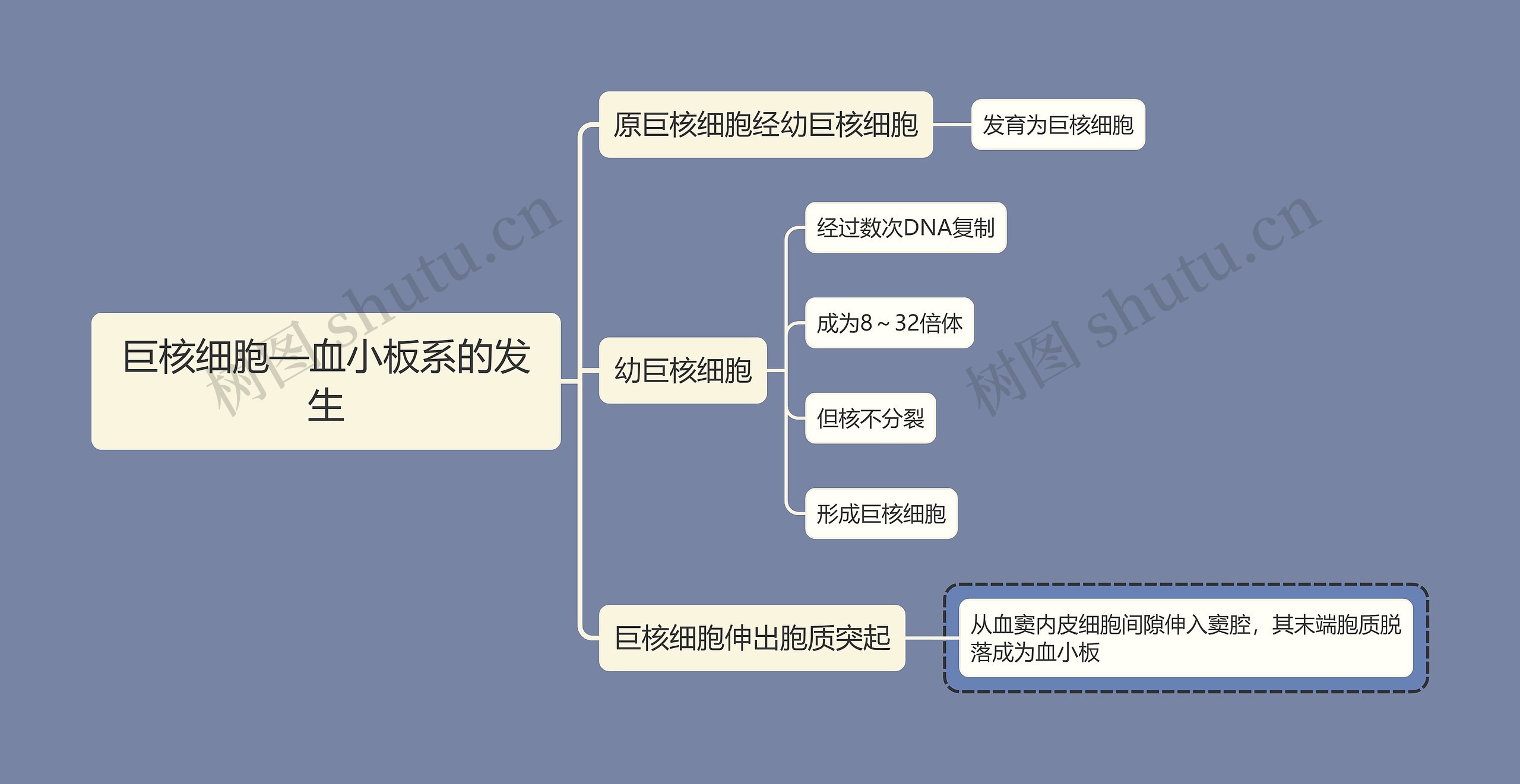 医学知识巨核细胞—血小板系的发生思维导图