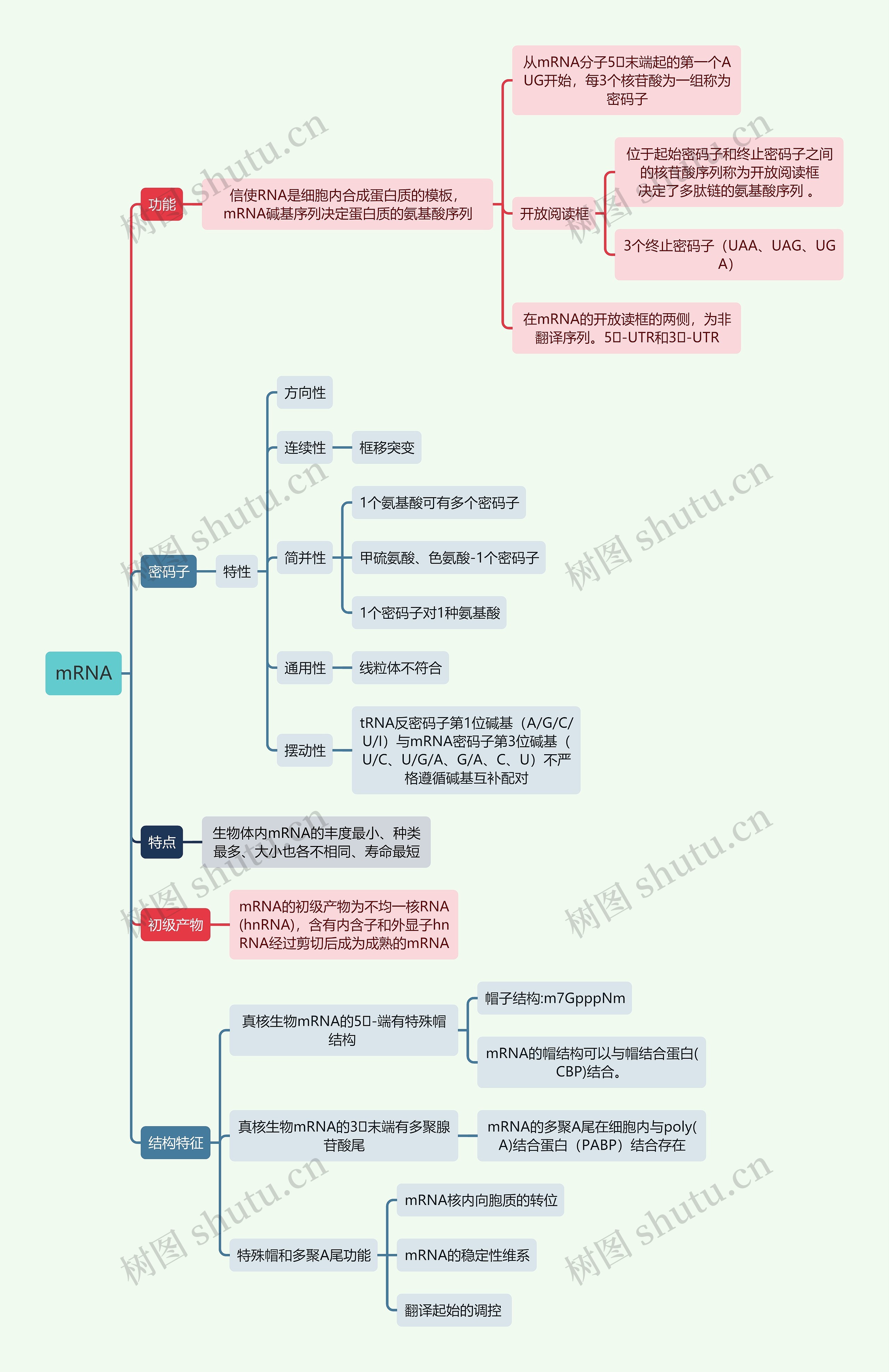 生化知识mRNA思维导图