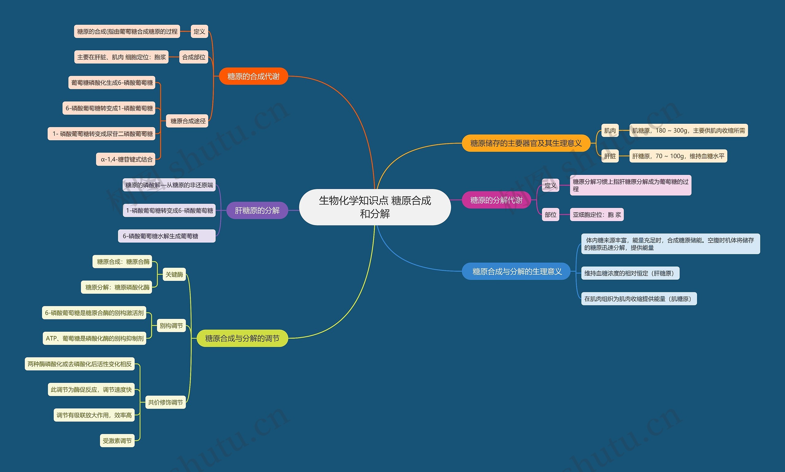 生物化学知识点 糖原合成和分解思维导图
