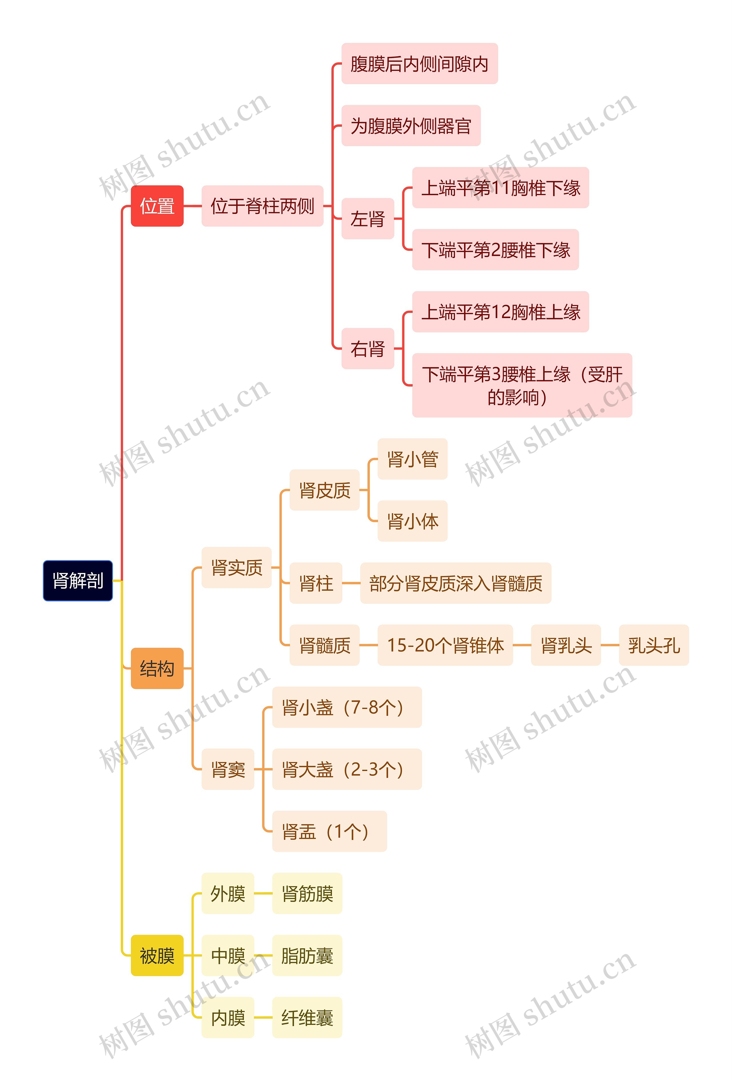 解剖学知识肾解剖思维导图