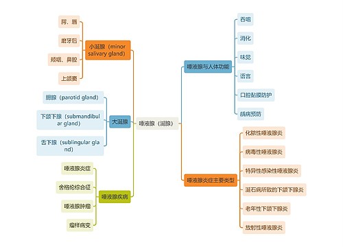 医学知识唾液腺（涎腺）思维导图