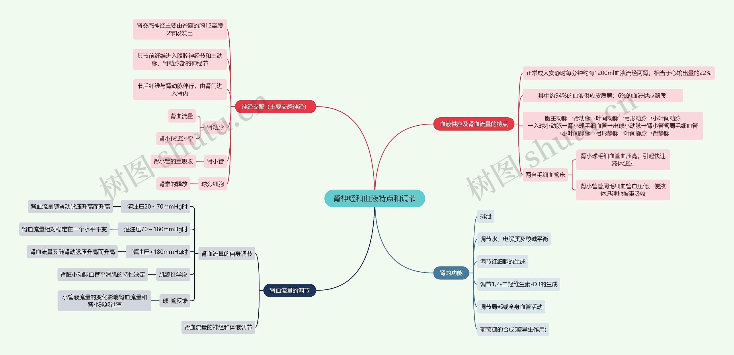 医学知识肾神经和血液特点和调节思维导图