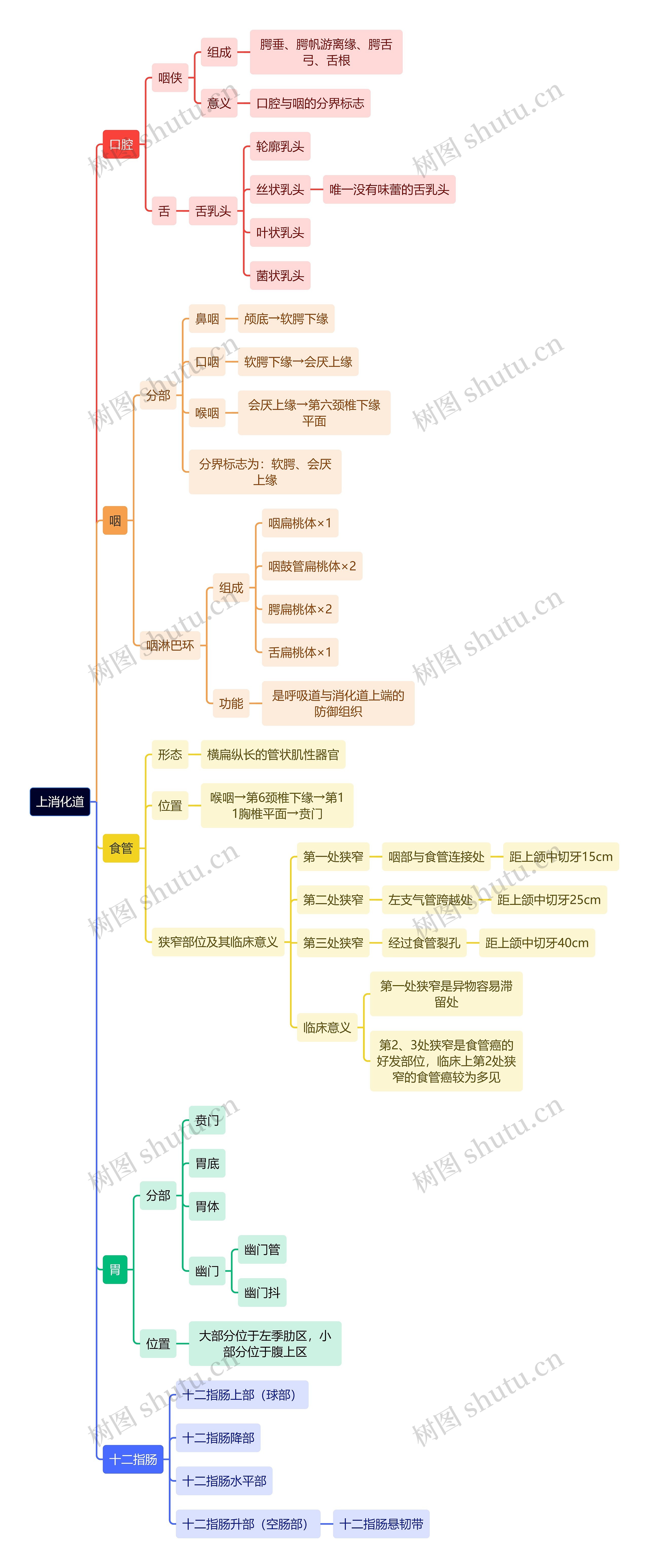 解剖学知识上消化道思维导图