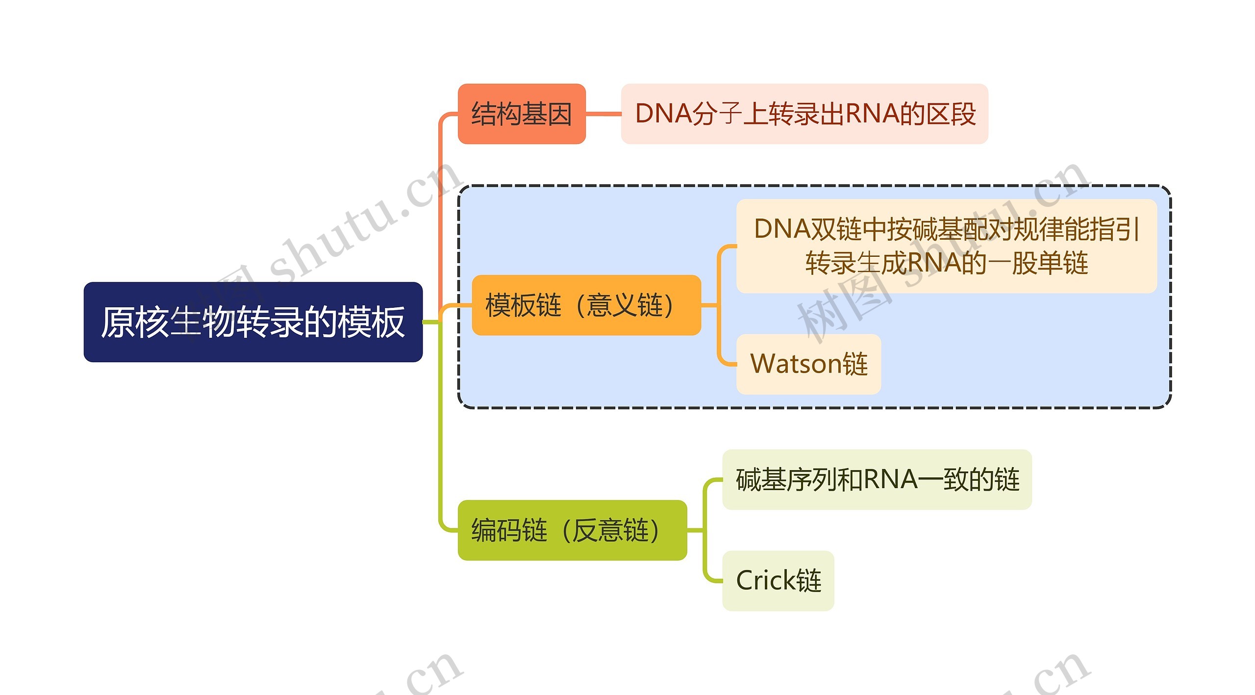 医学知识原核⽣物转录的模板思维导图