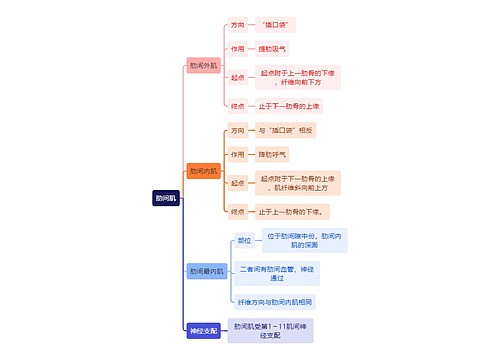 解剖学知识肋间肌思维导图