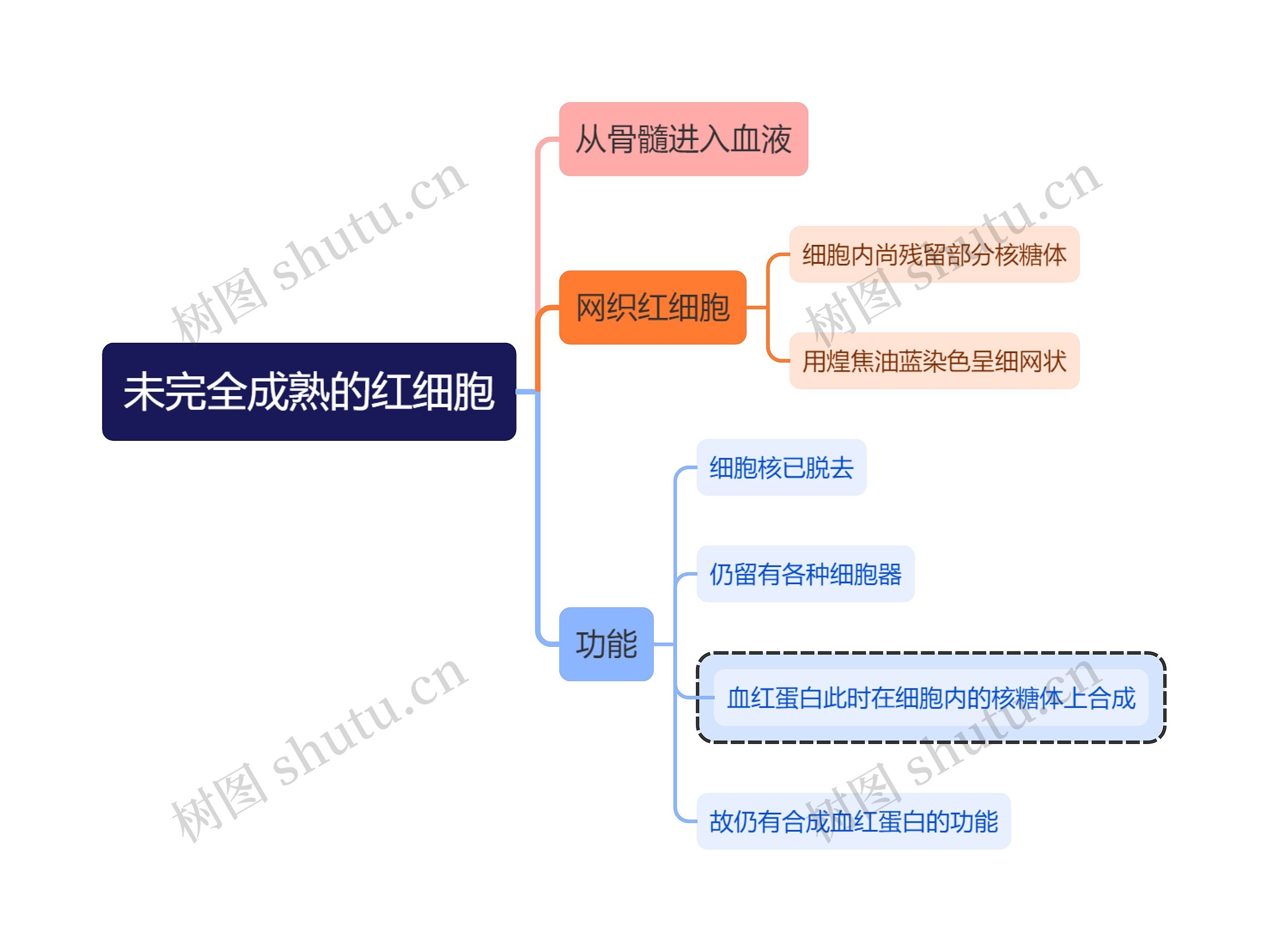 医学知识未完全成熟的红细胞思维导图