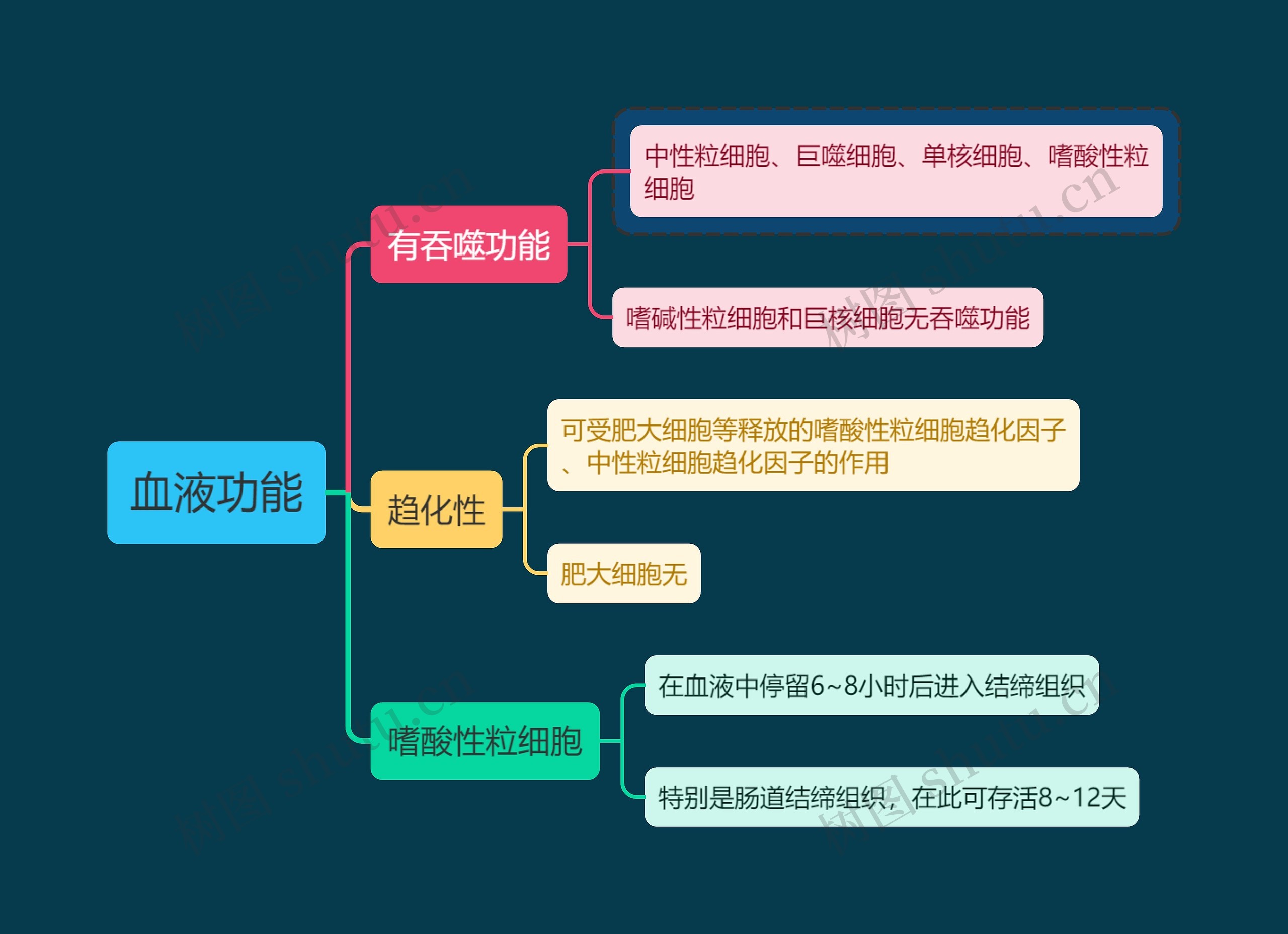 医学知识血液功能思维导图