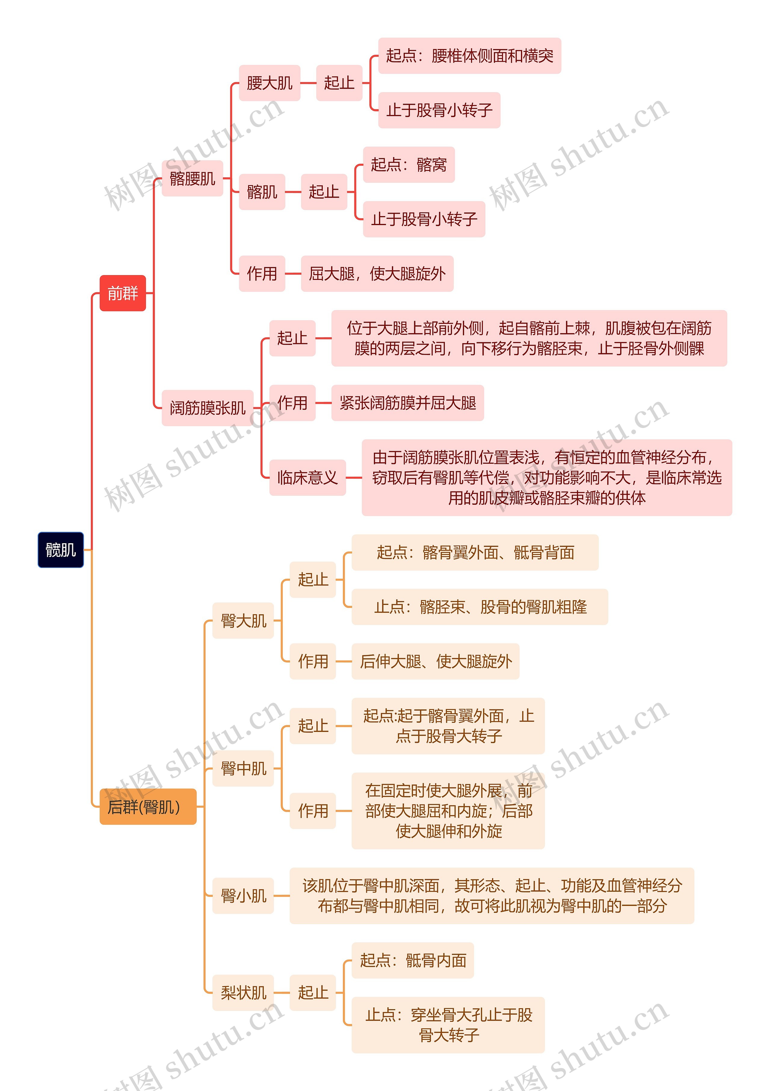 解剖学知识髋肌思维导图