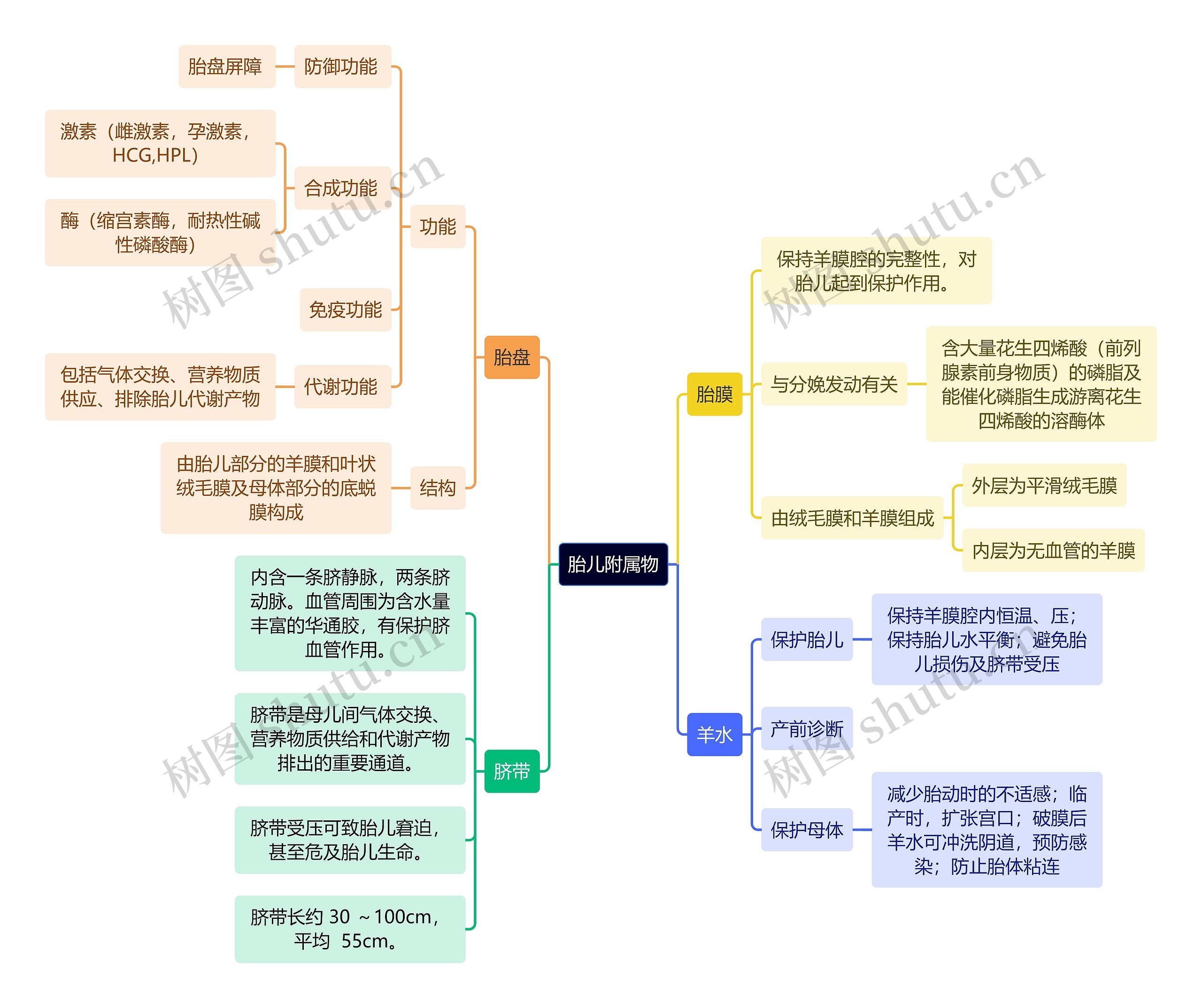 医学知识胎儿附属物思维导图