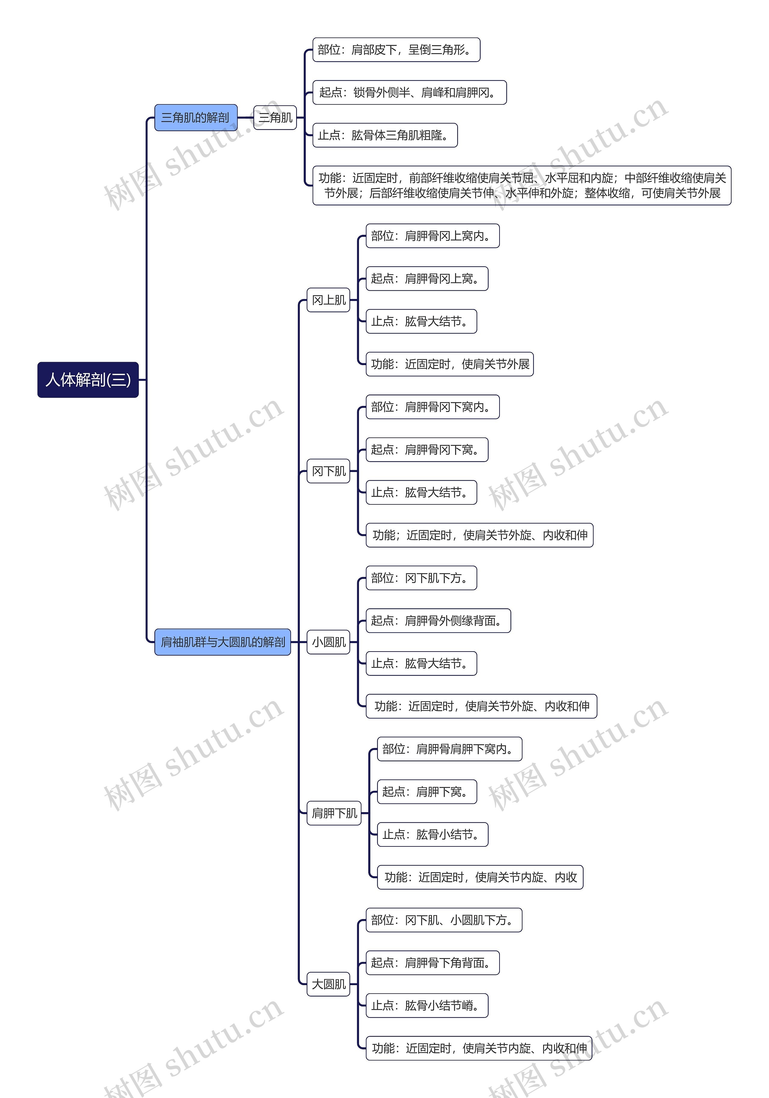 《人体解剖(三)三角肌的解剖 肩袖肌群与大圆肌的解剖 》思维导图