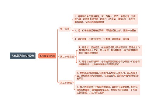 《人体解剖学知识七 肾 输尿管 膀胱》思维导图