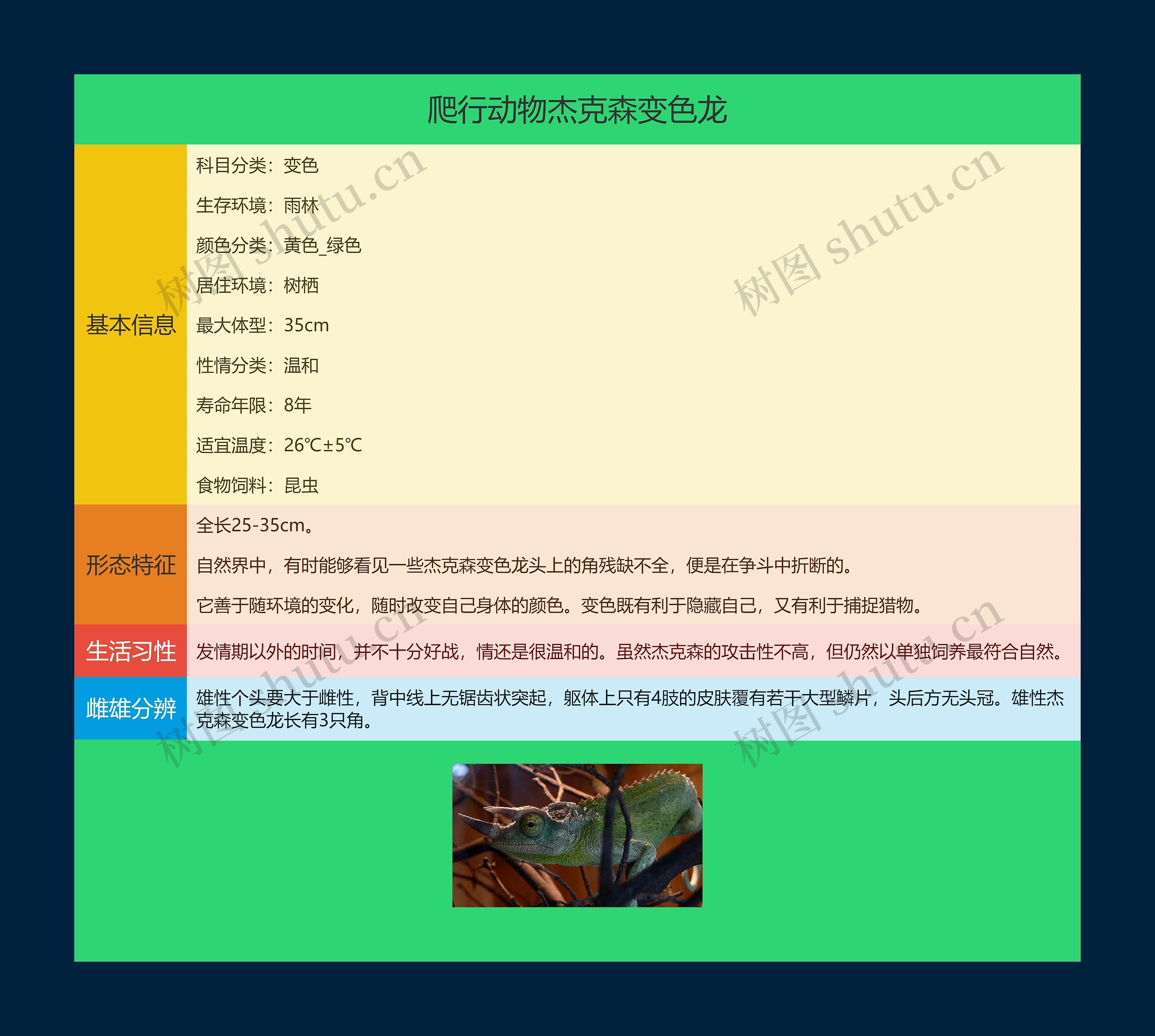 爬行动物杰克森变色龙思维导图