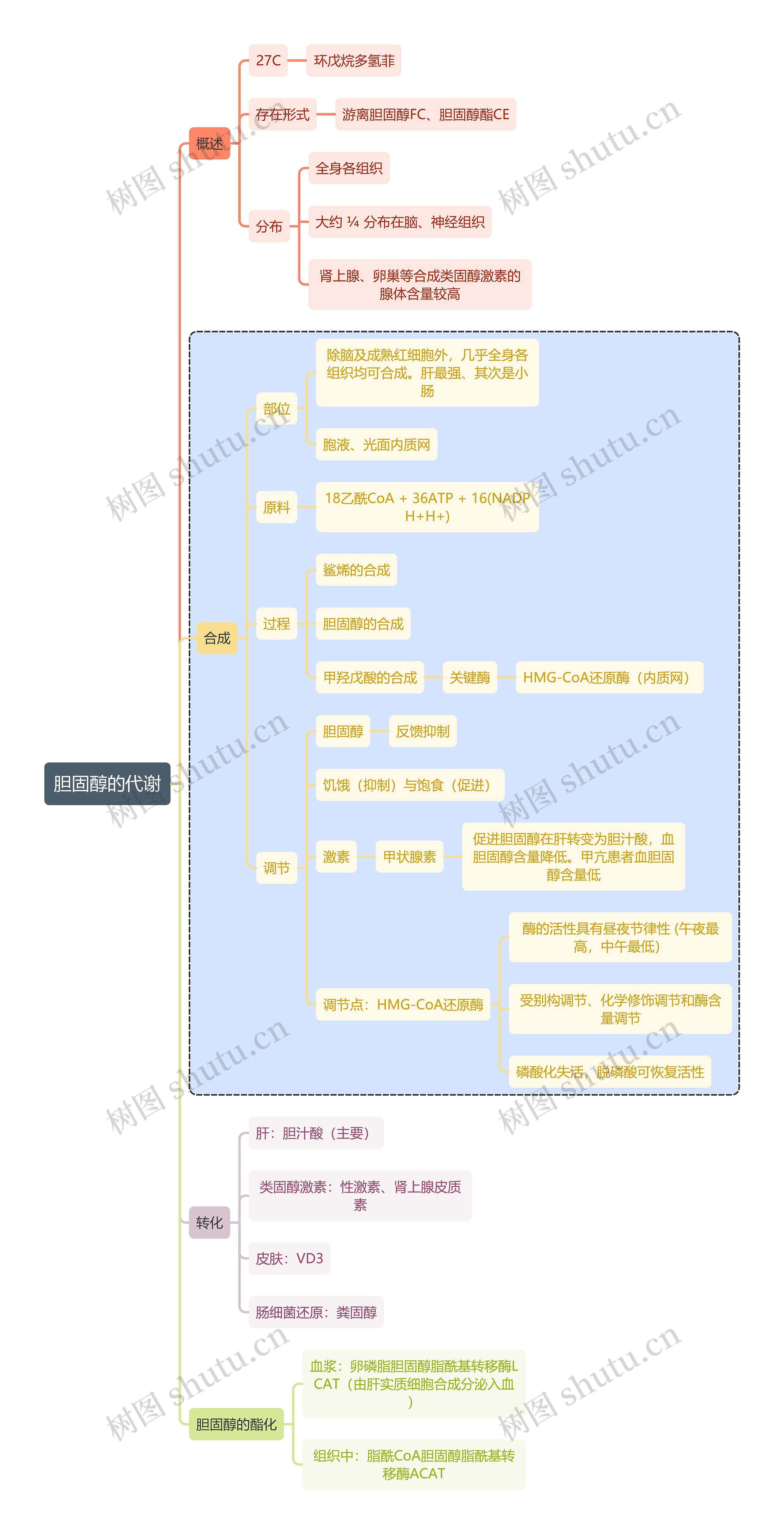 医学知识胆固醇的代谢思维导图