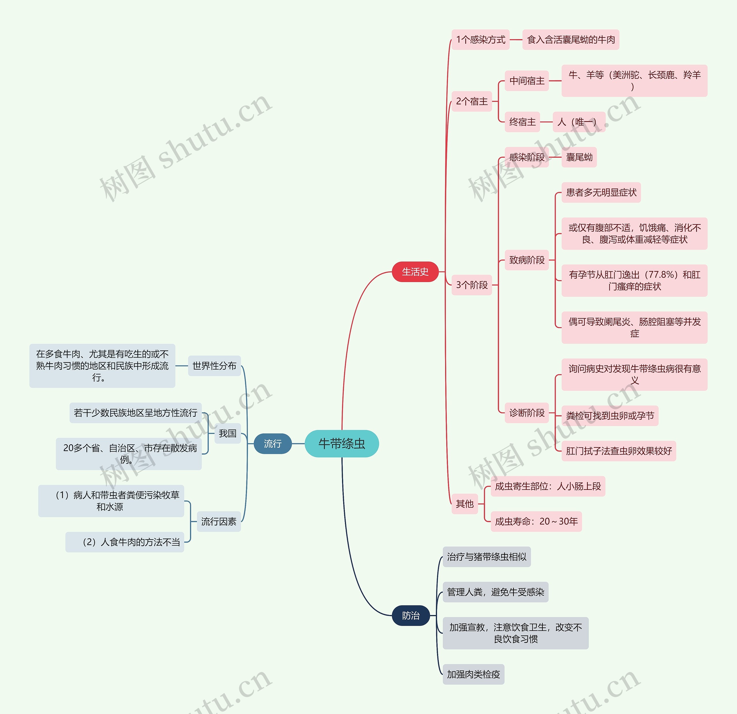 医学知识牛带绦虫思维导图