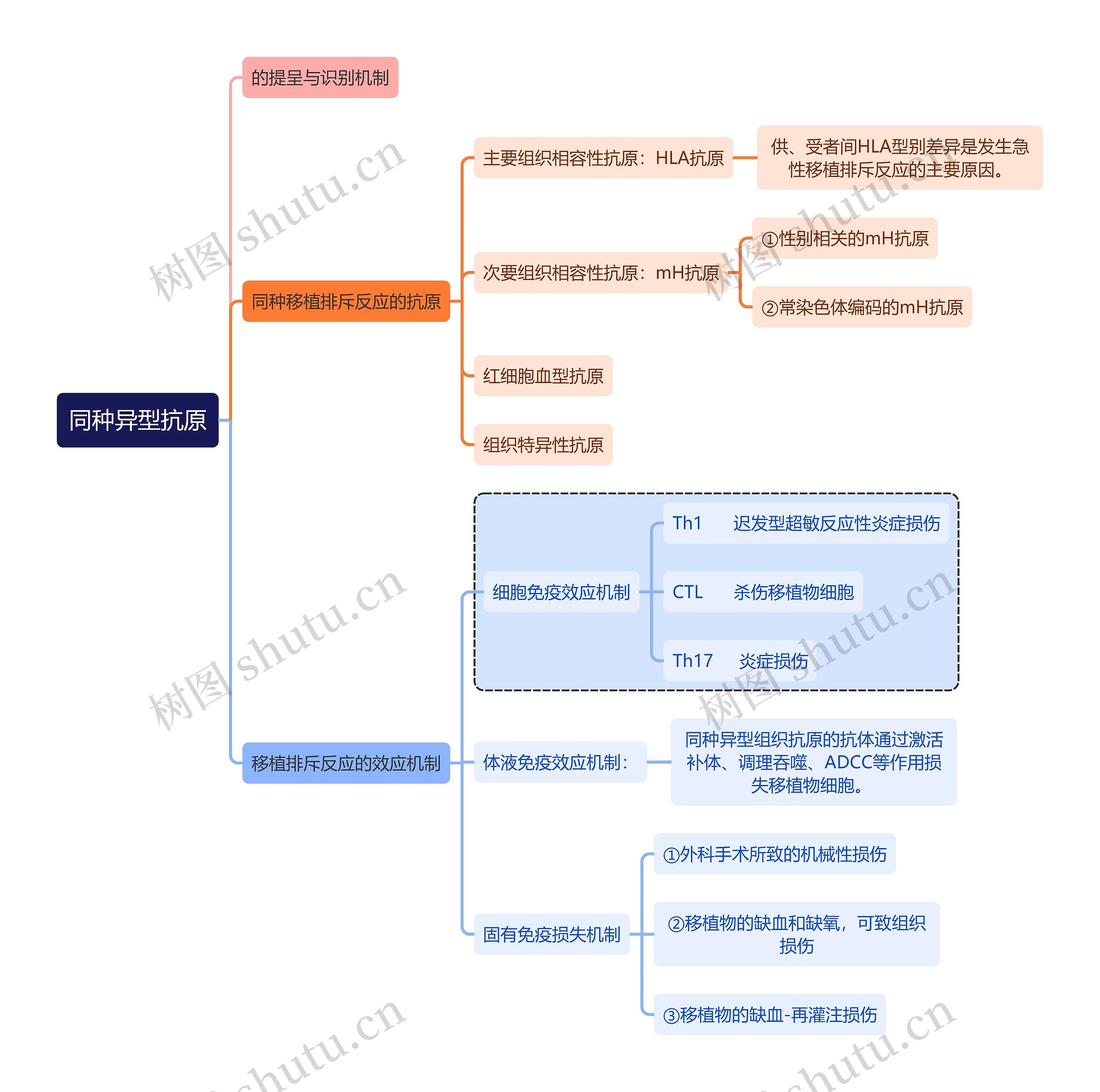 医学知识同种异型抗原思维导图