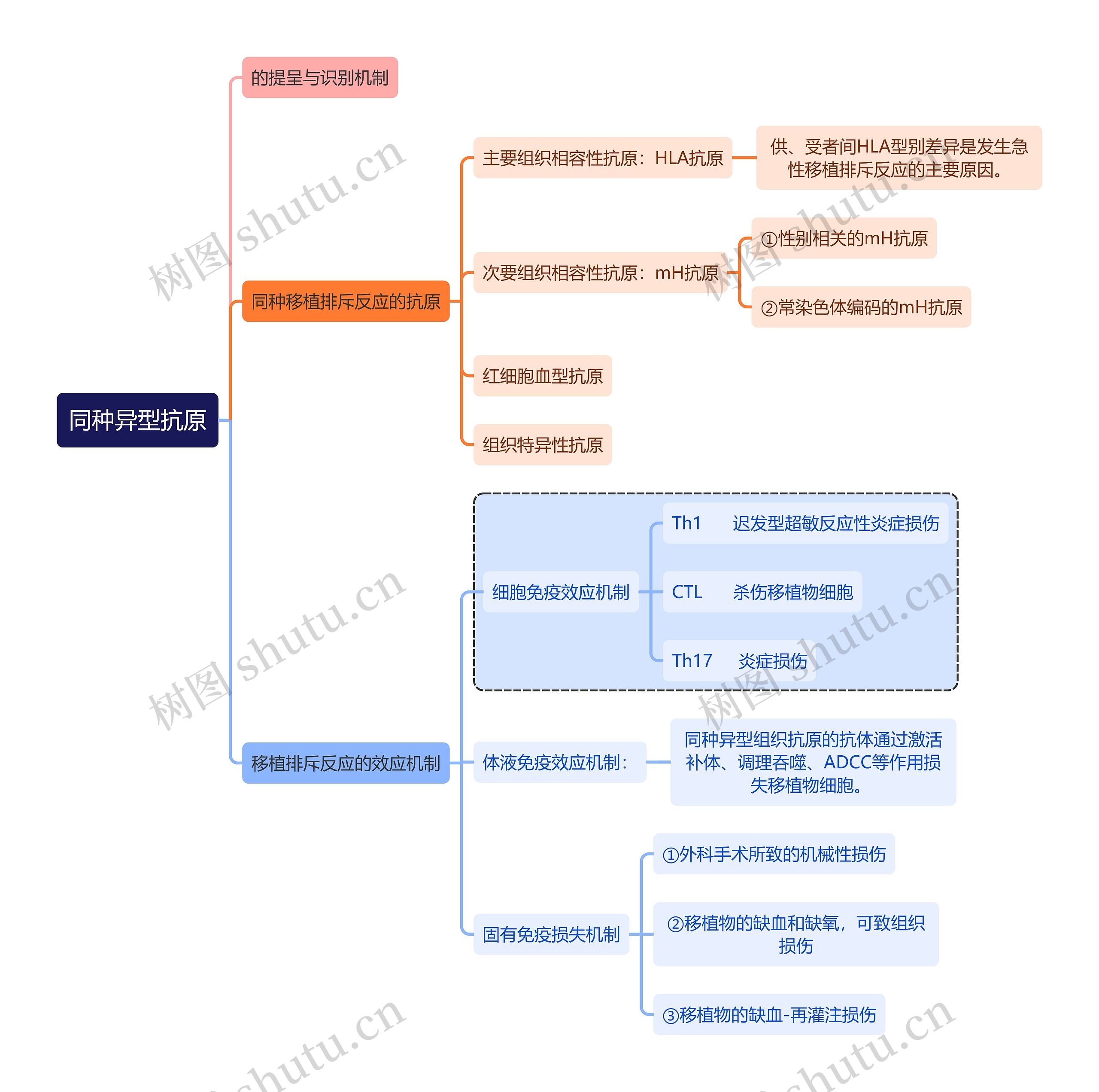 医学知识同种异型抗原思维导图高清图 医学知识同种异型抗原思维导图