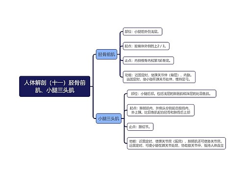 《人体解剖（十一）胫骨前肌、小腿三头肌》思维导图