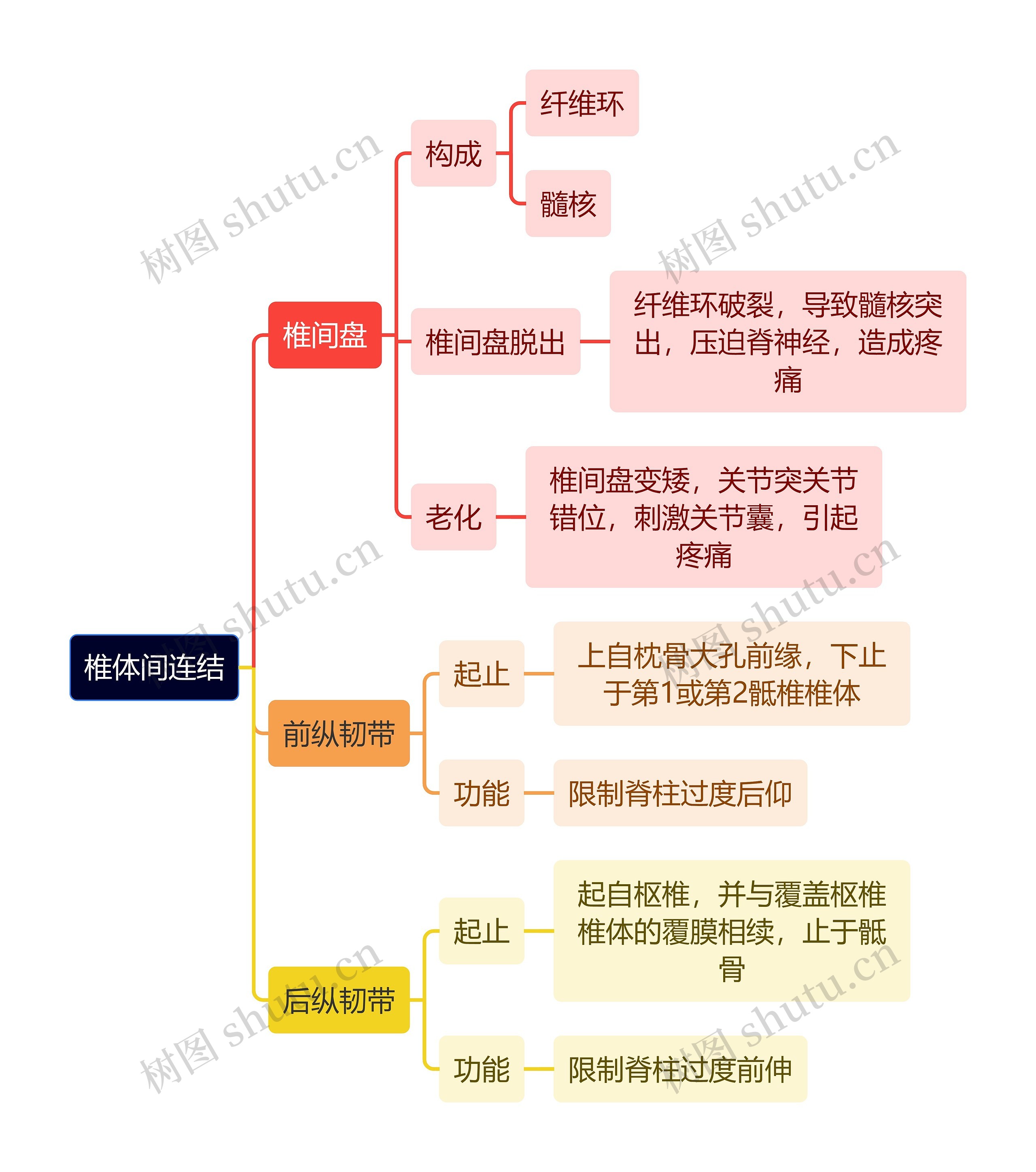 解剖学知识椎体间连结思维导图