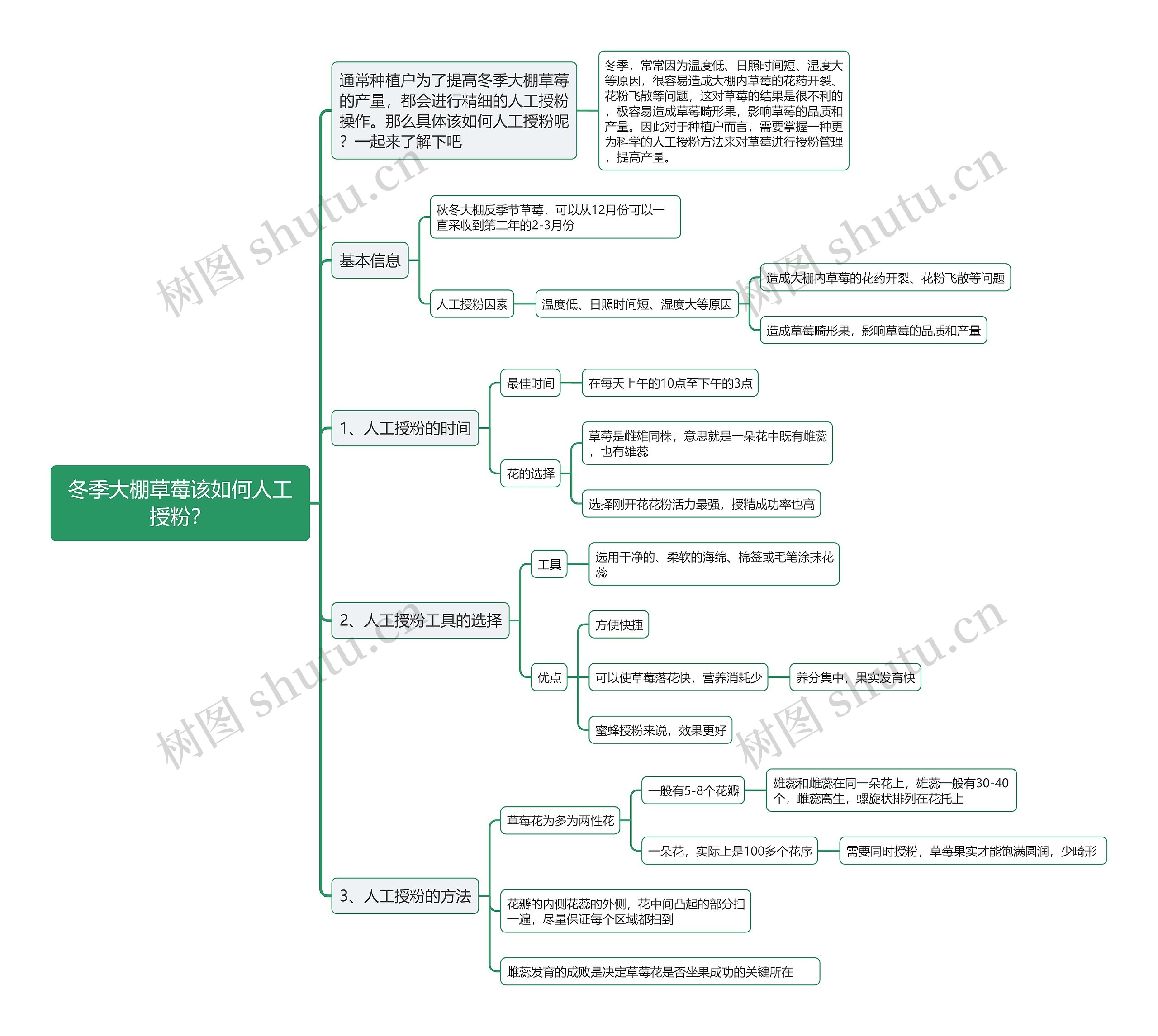 冬季大棚草莓该如何人工授粉？