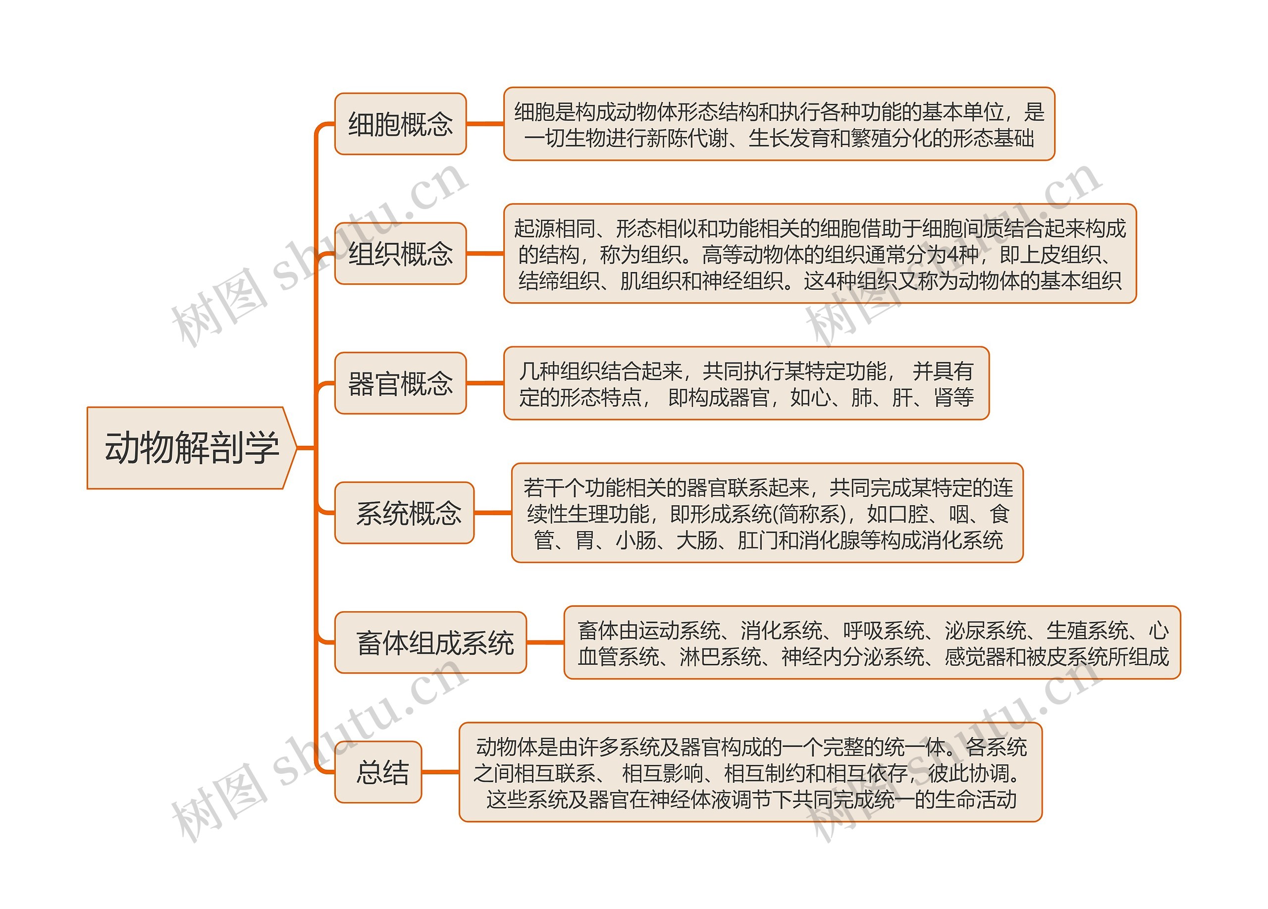 《动物解剖学》思维导图