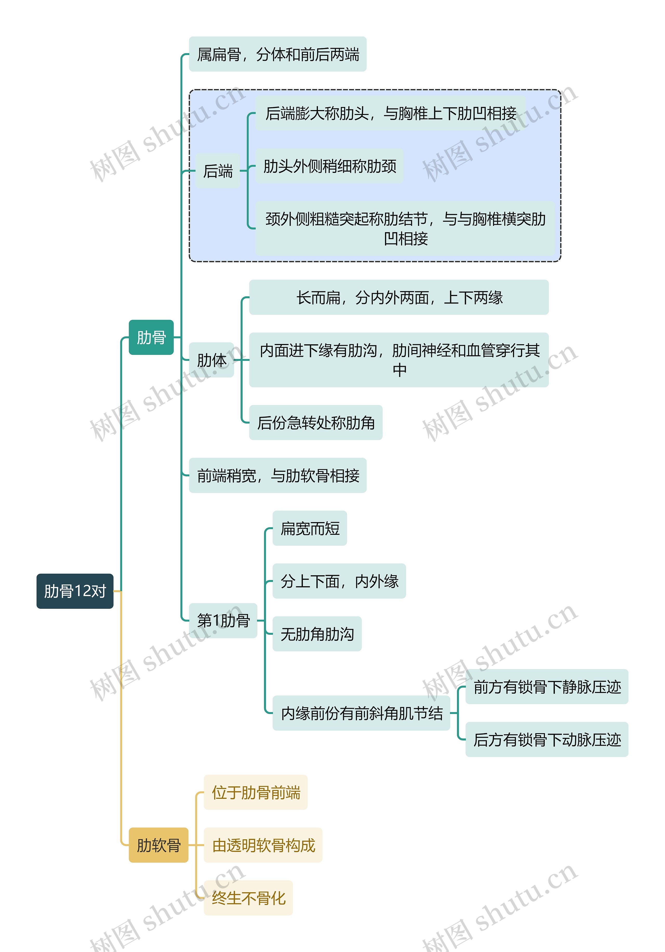 骨学知识肋骨12对思维导图