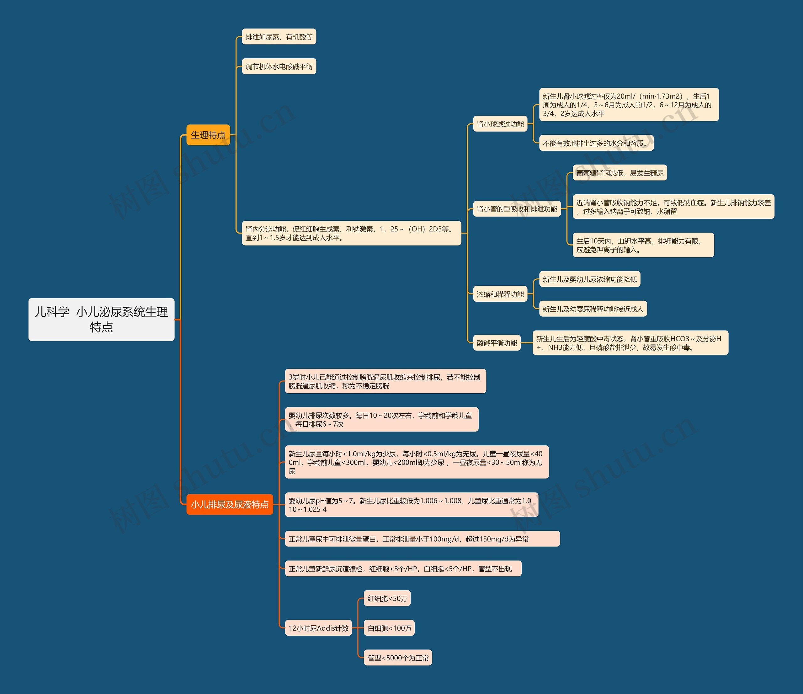 儿科学  小儿泌尿系统生理特点思维导图