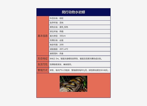 爬行动物水岩蟒