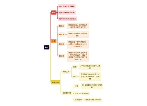 解剖学知识膀胱思维导图