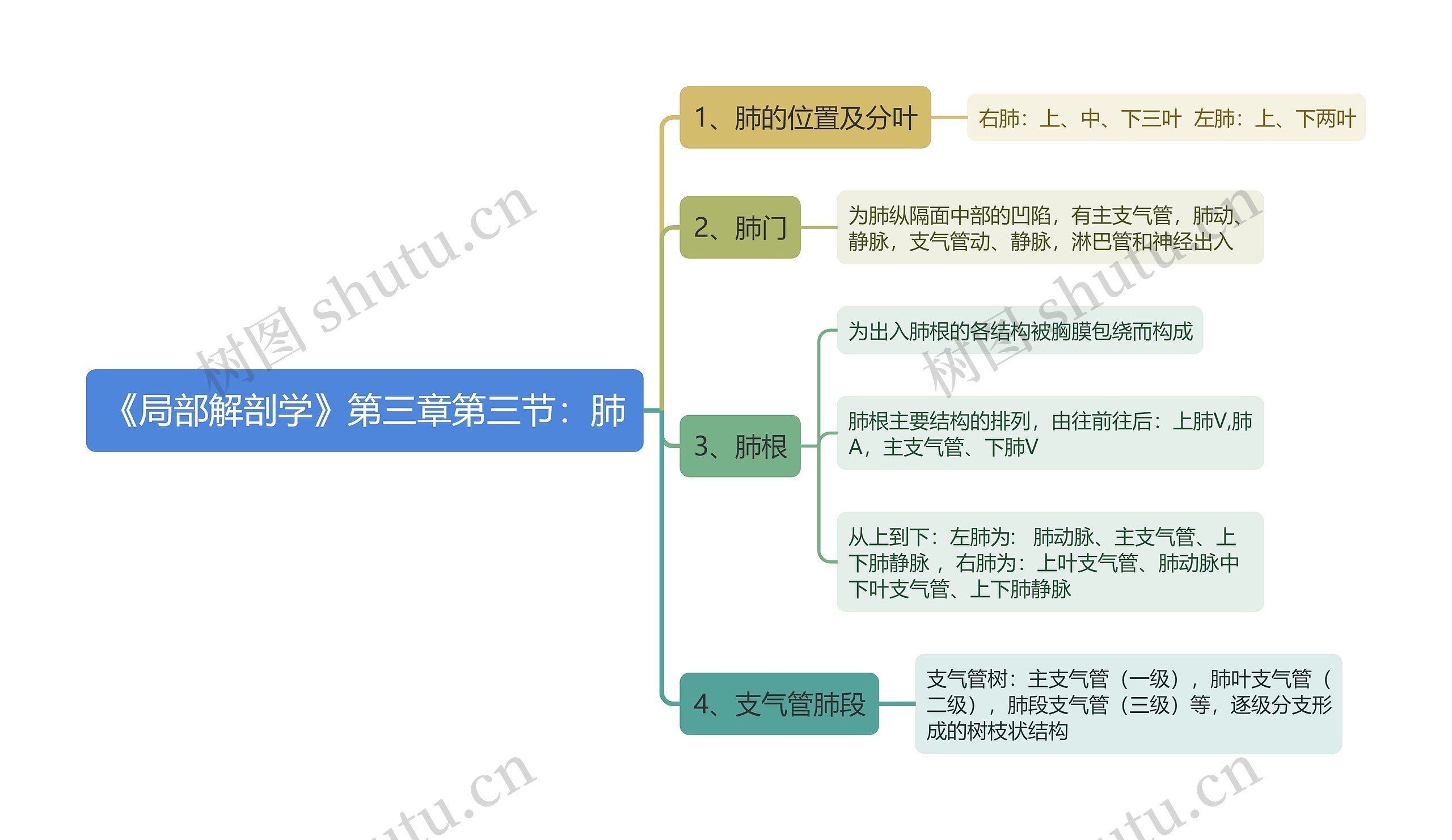 《局部解剖学》第三章第三节：肺思维导图